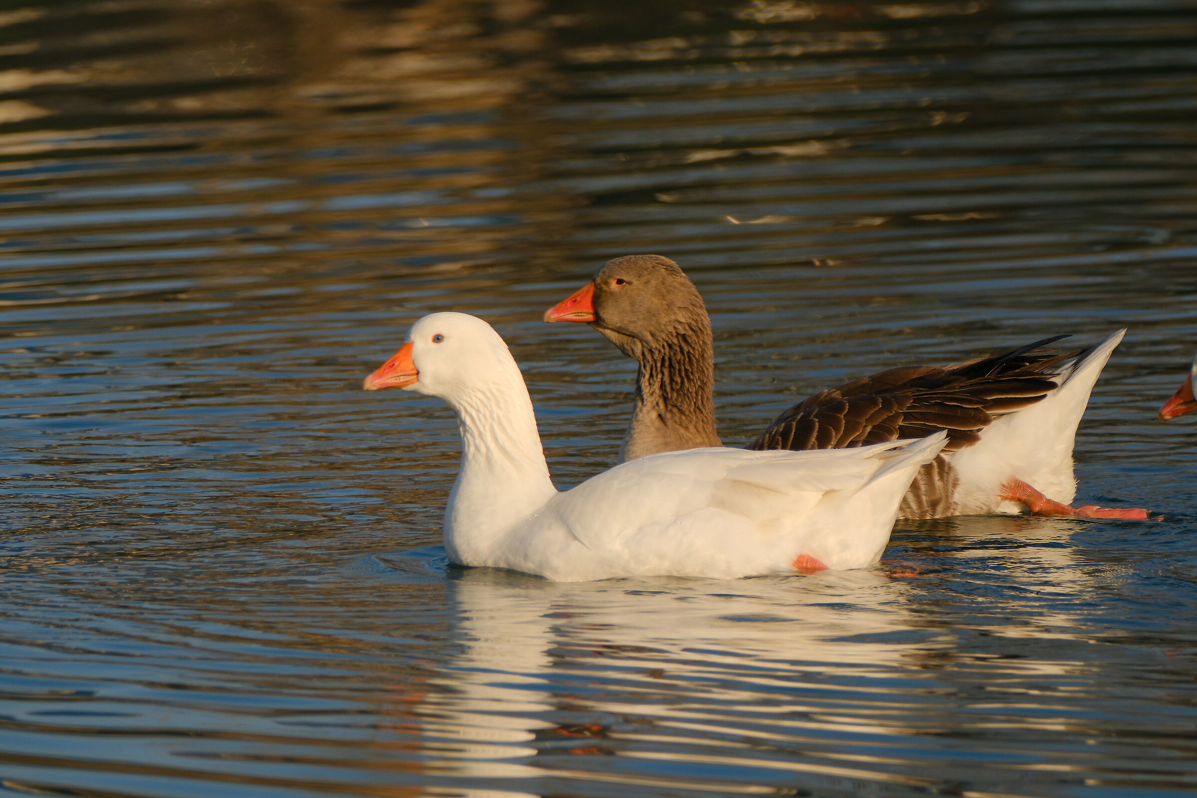 Fourth photo test tc 1.4 with Fuji 70-300