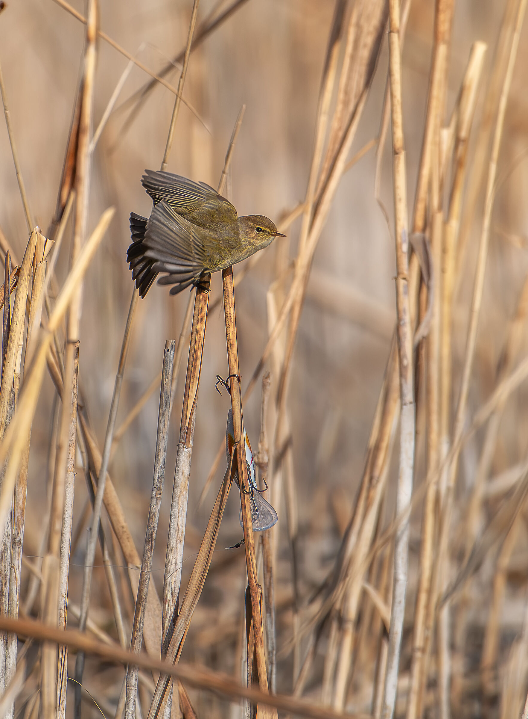 Little Warbler and the Fish Hook
