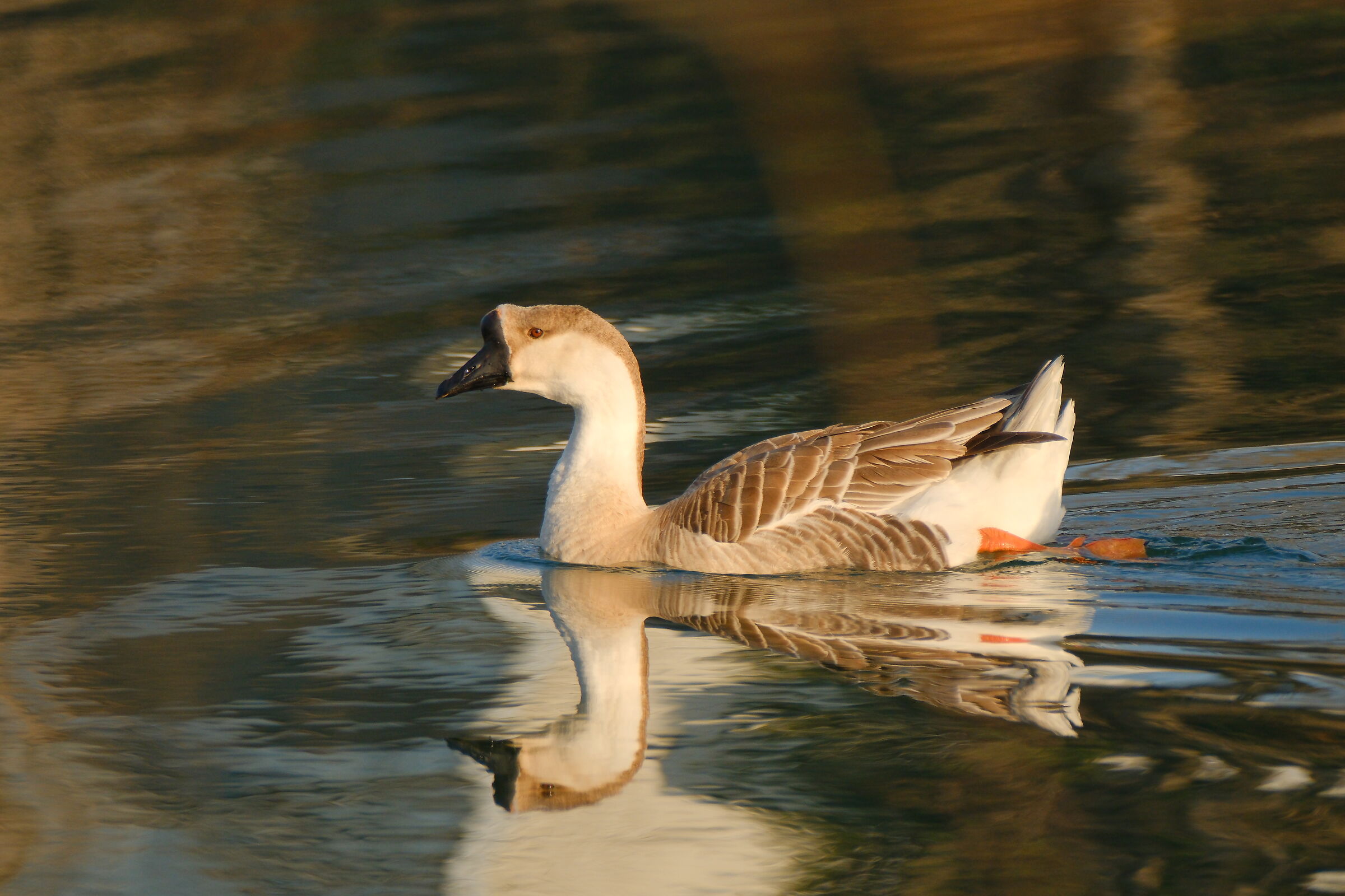 Quinta prova tc 1.4 Fuji 70-300