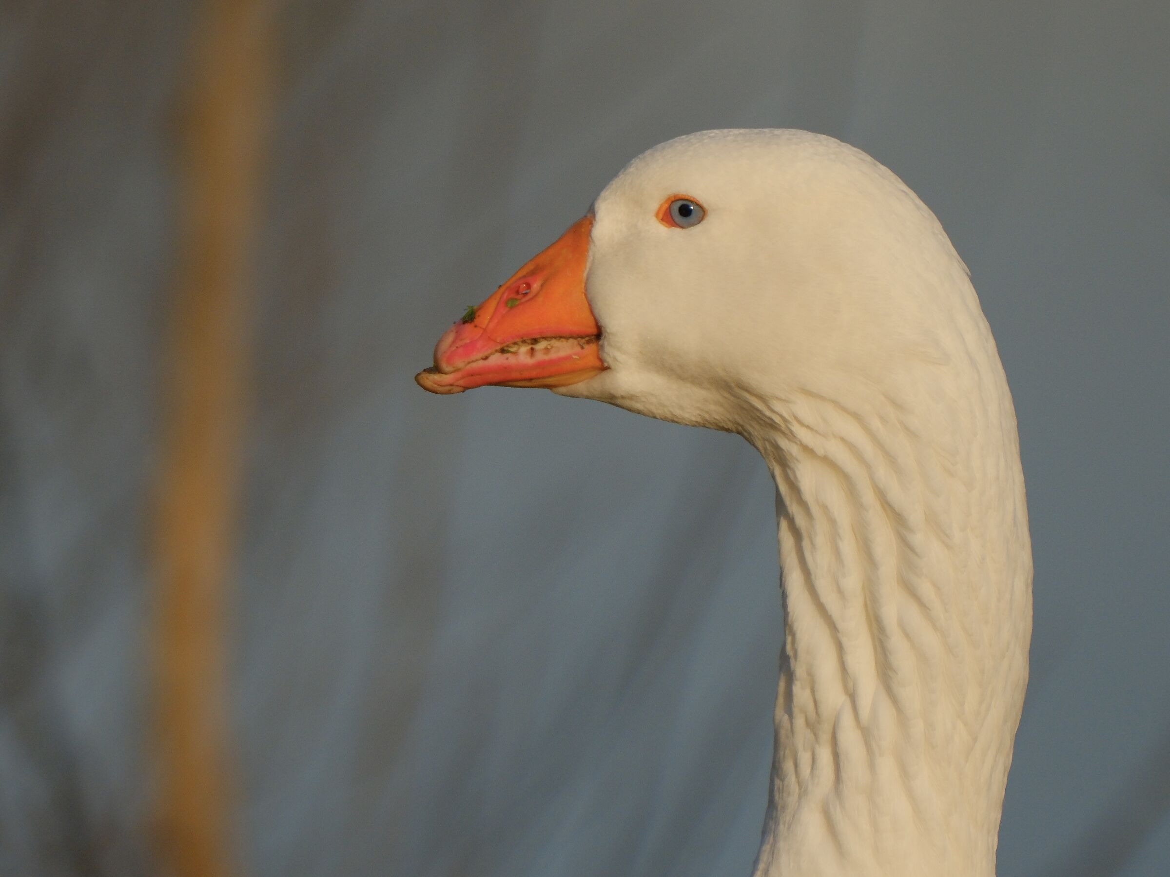 Crop 20 megapixel TC 1.4 Fuji 70-300 with XT5