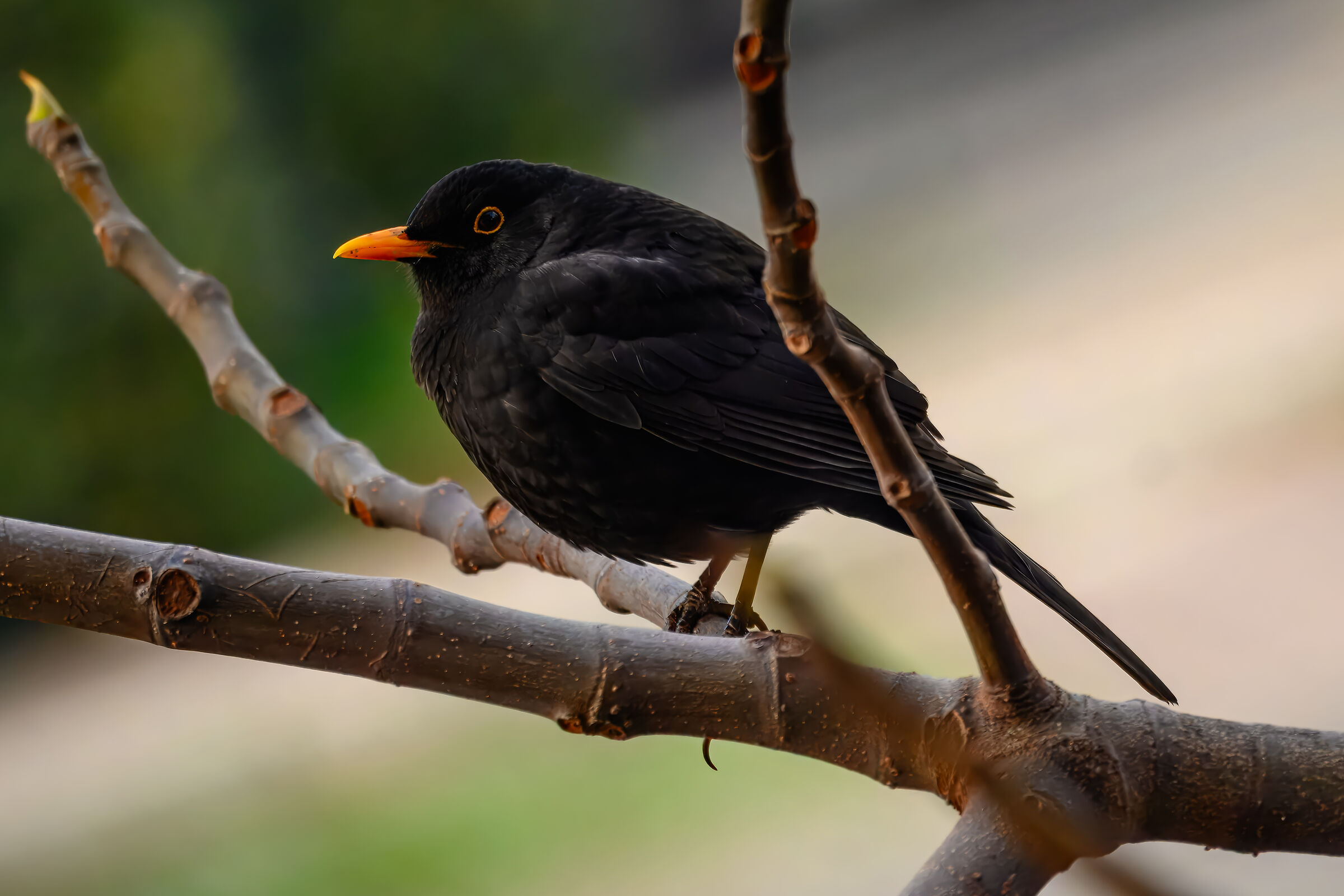 Ritratto del Merlo - I giorni della merla 2024