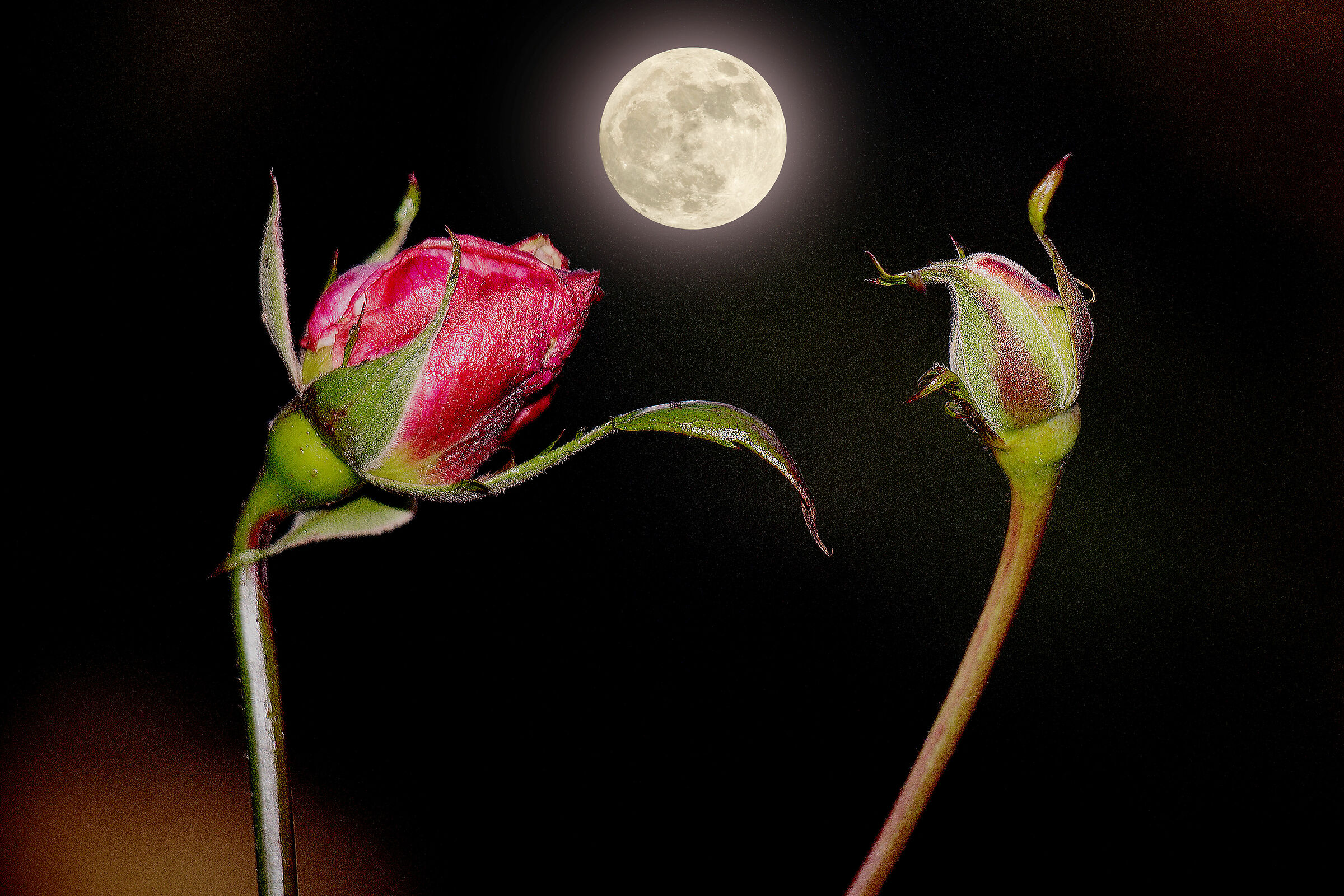 Permette questo ballo .. ?