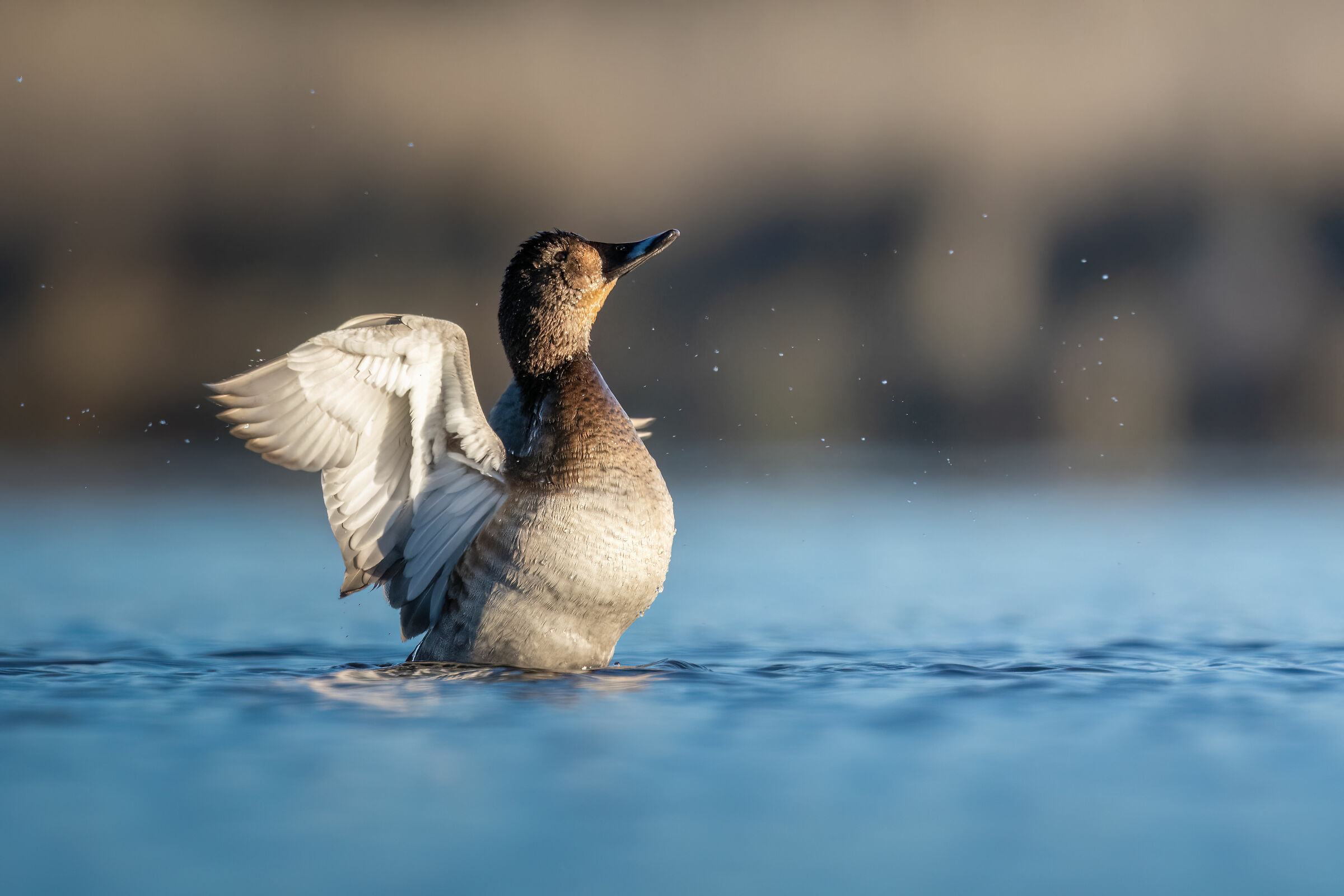 Female Pochard