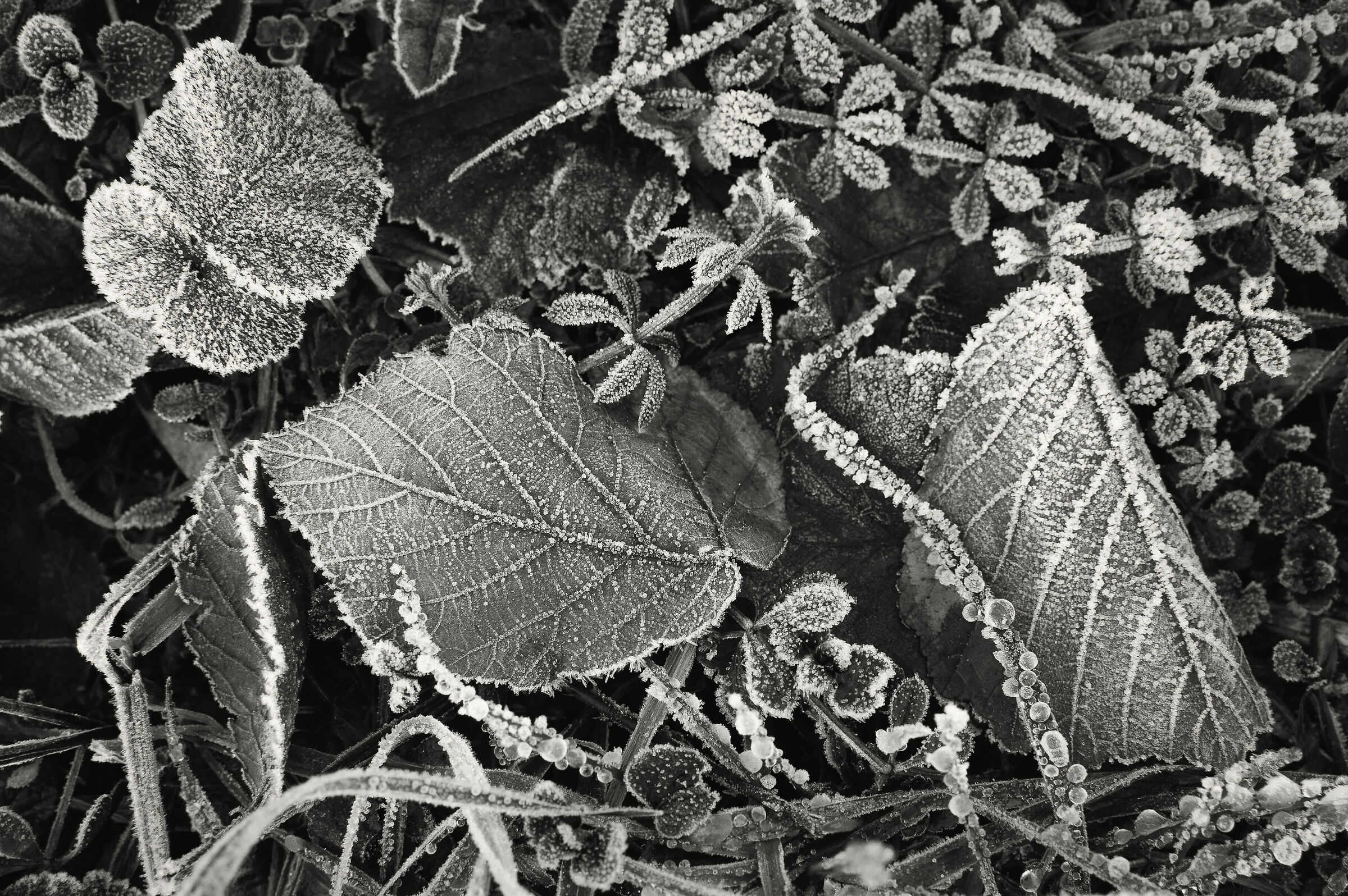 Foglie cristallizzate