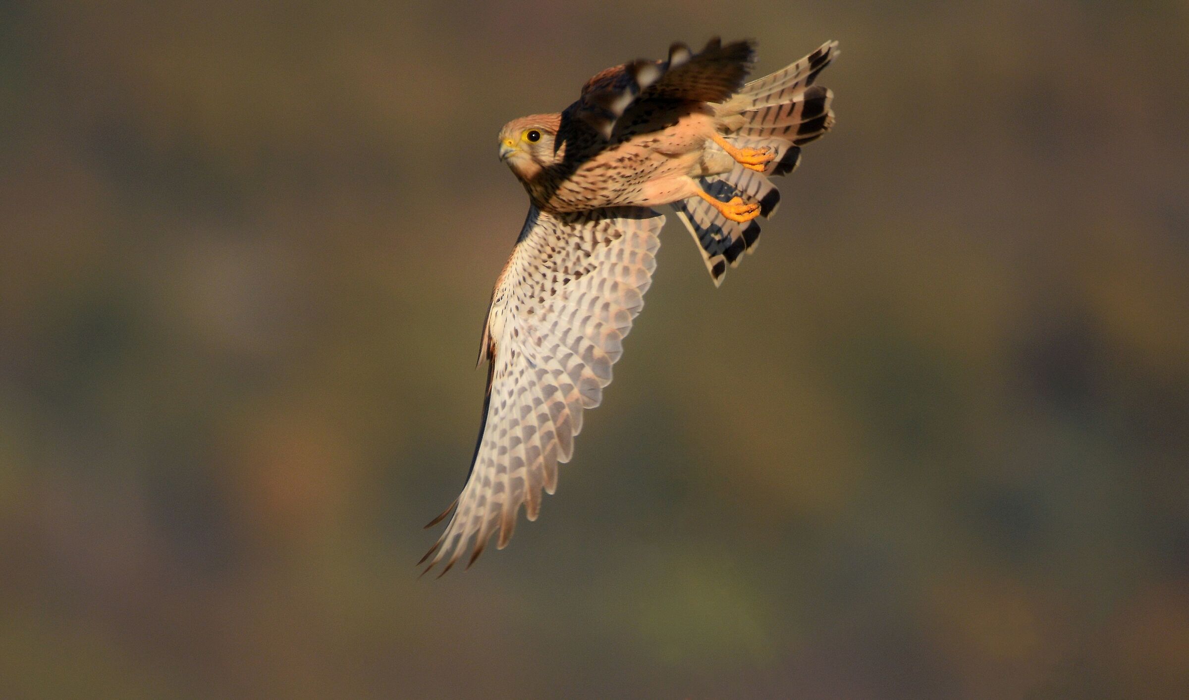 Lo stacco del gheppio