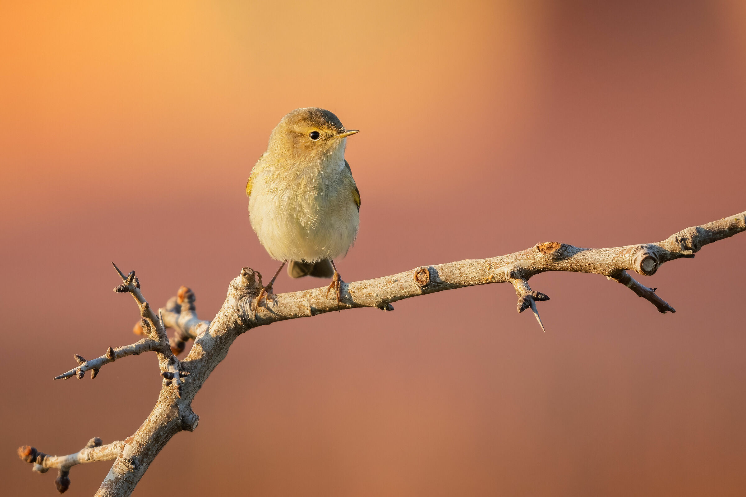 Luì piccolo (Phylloscopus collybita)