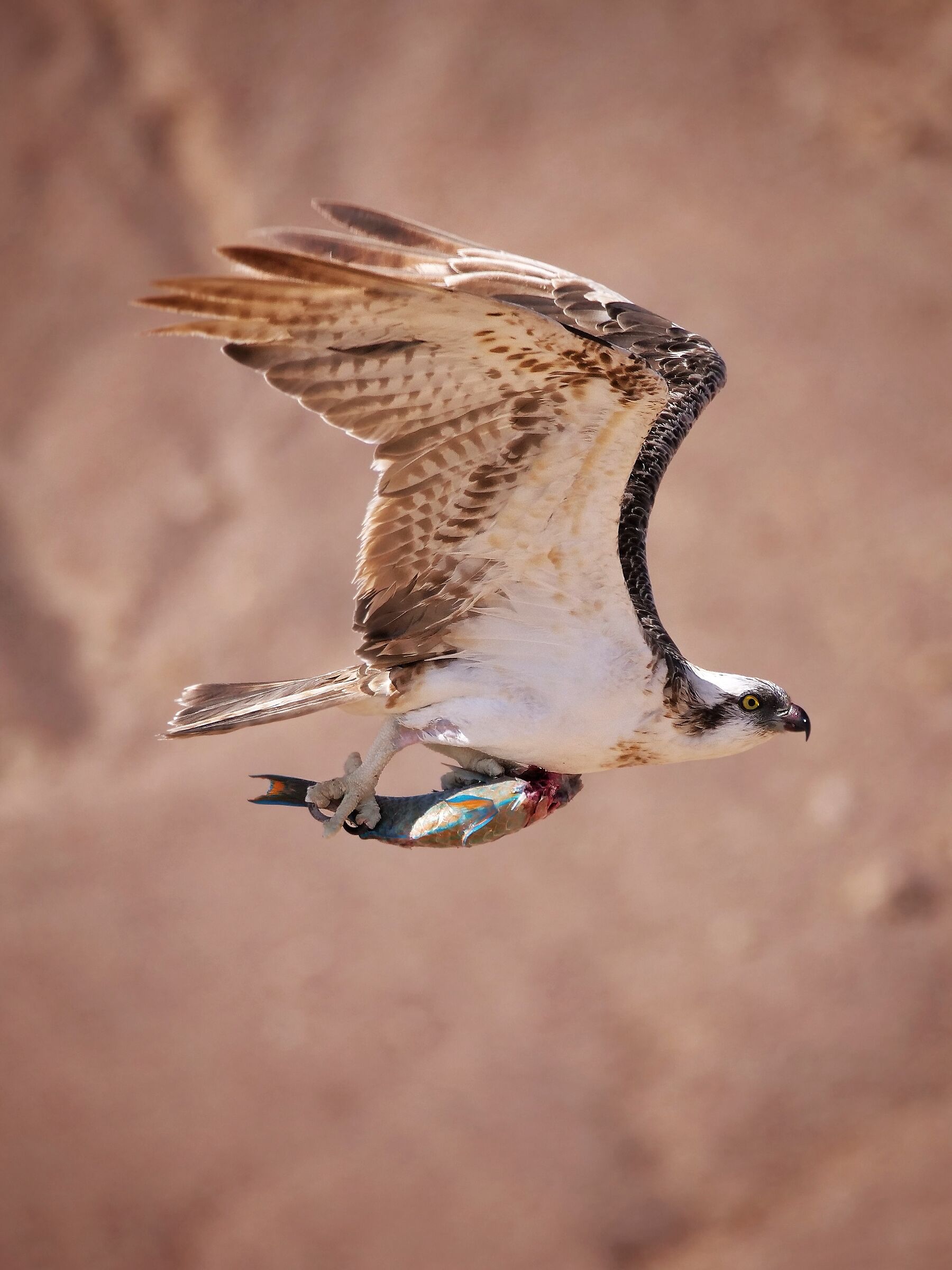 Osprey with parrotfish