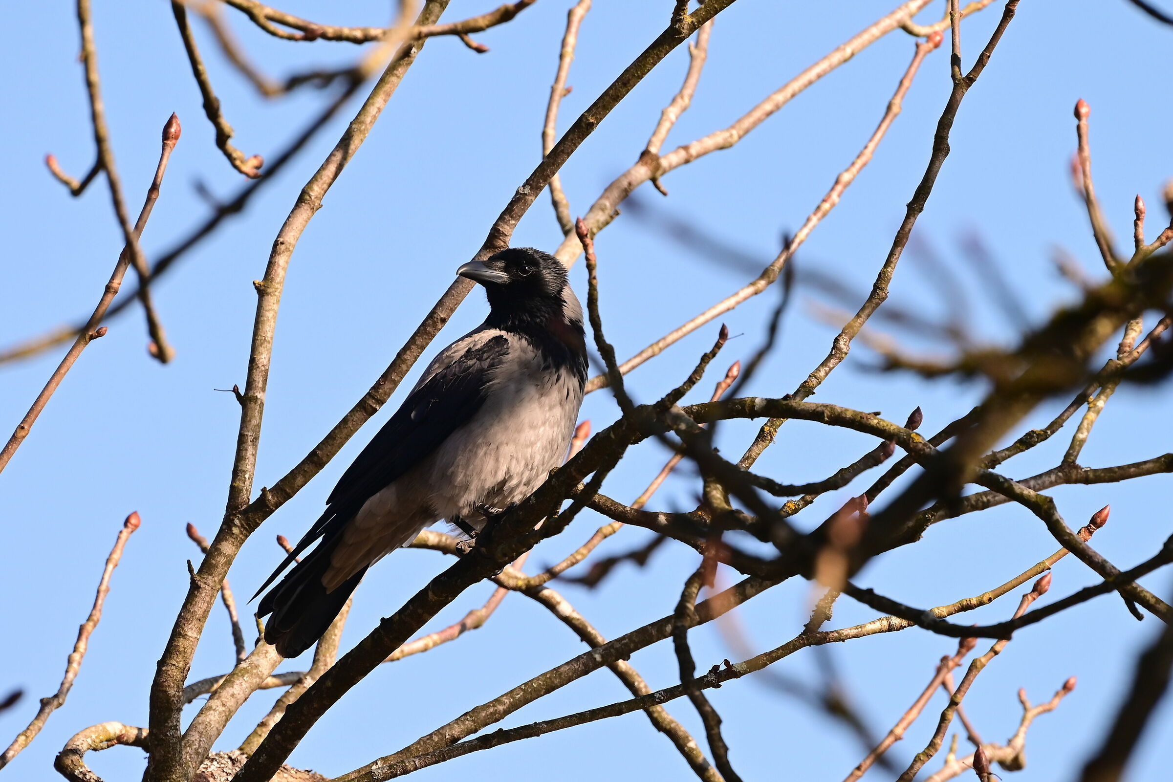 crow
