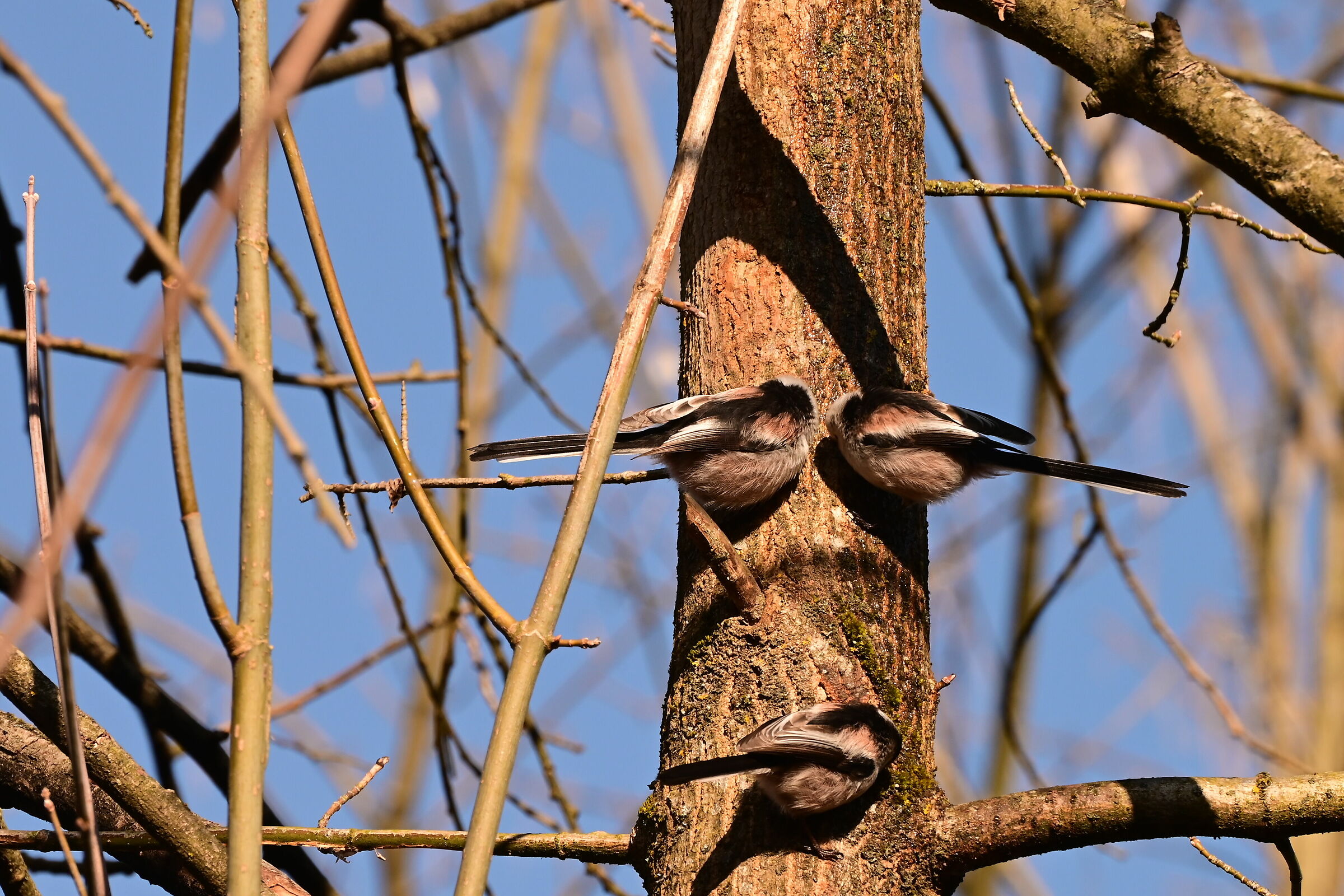 Long-tailed