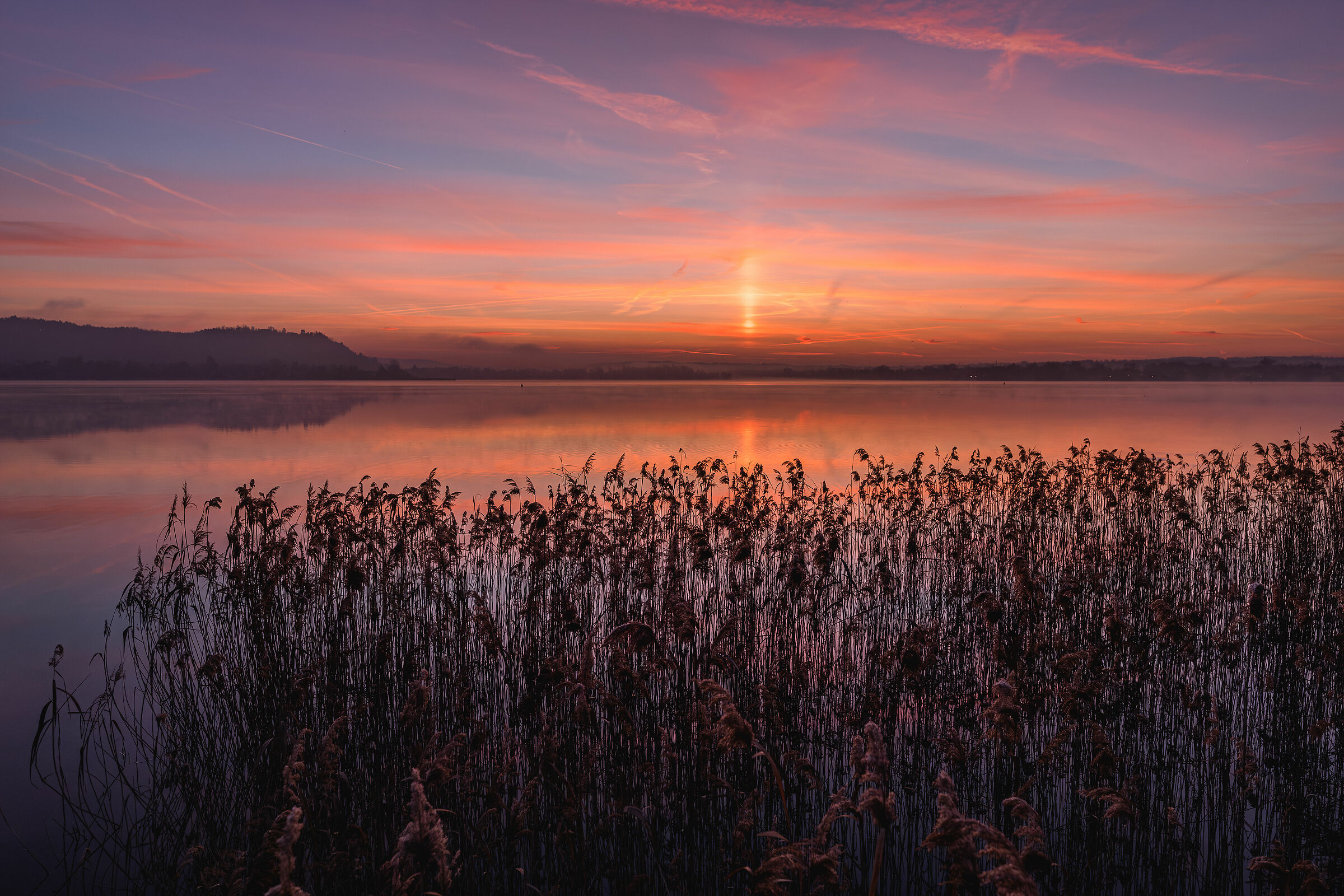 Before dawn, reeds of Dormelletto, Lake Maggiore