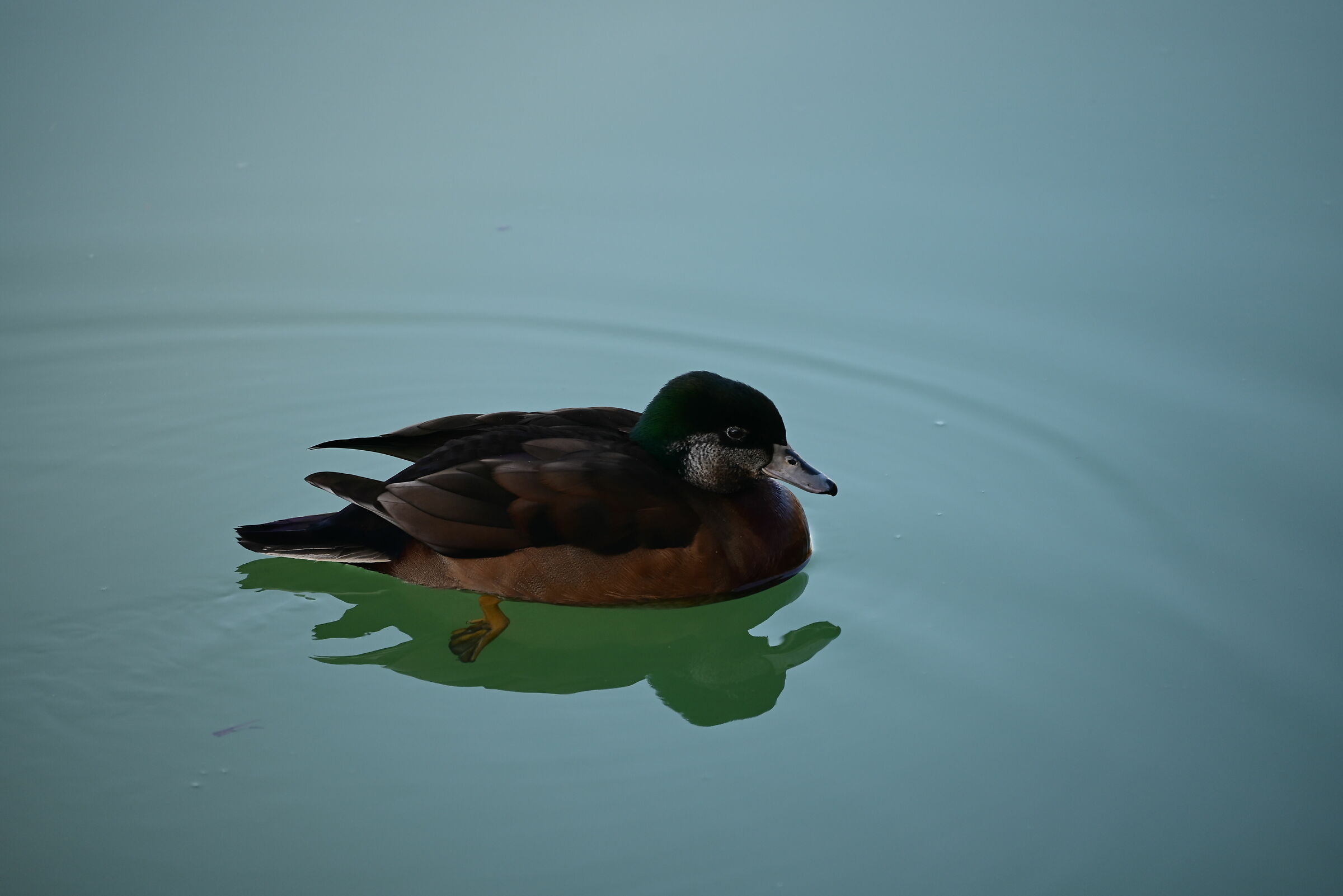 black duck