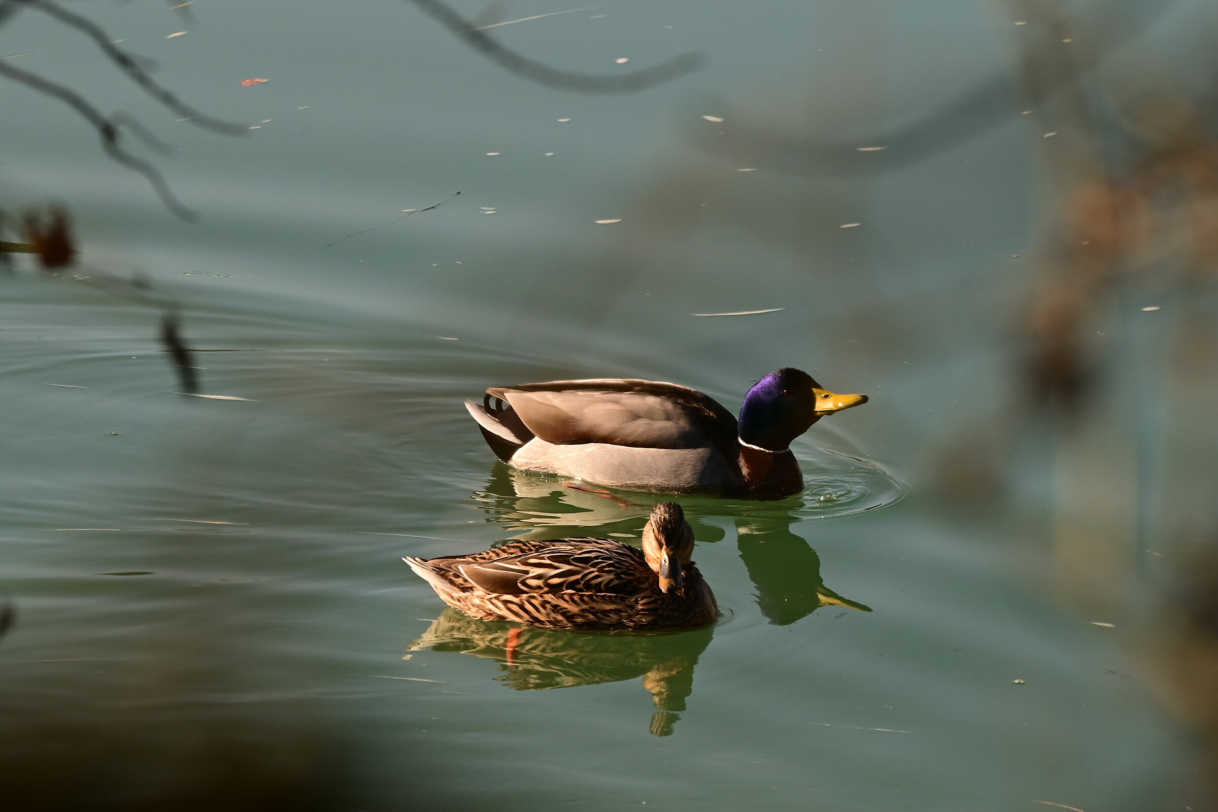 a nice pair of ducks