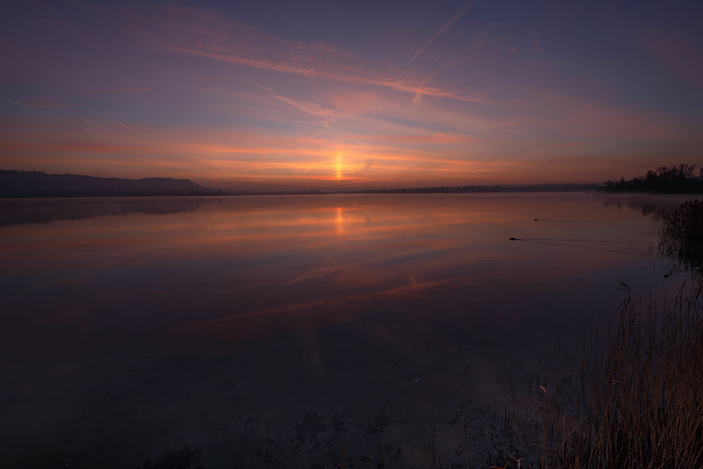 Before dawn, reeds of Dormelletto, Lake Maggiore