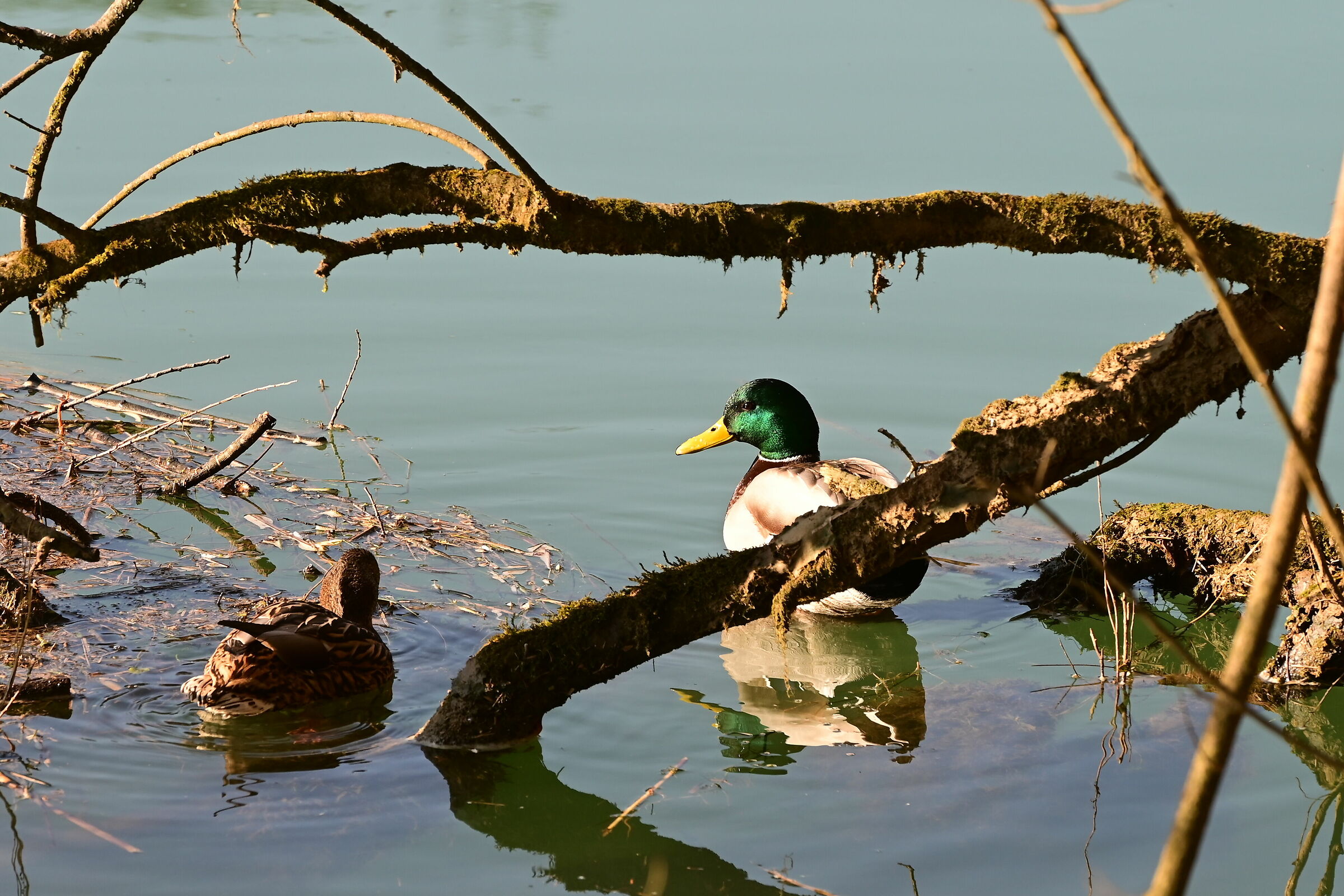 duck, are you coming?