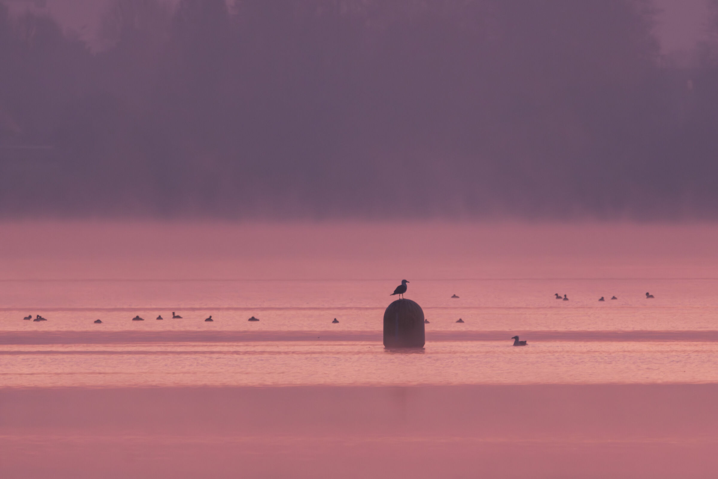 Before dawn, reeds of Dormelletto, Lake Maggiore