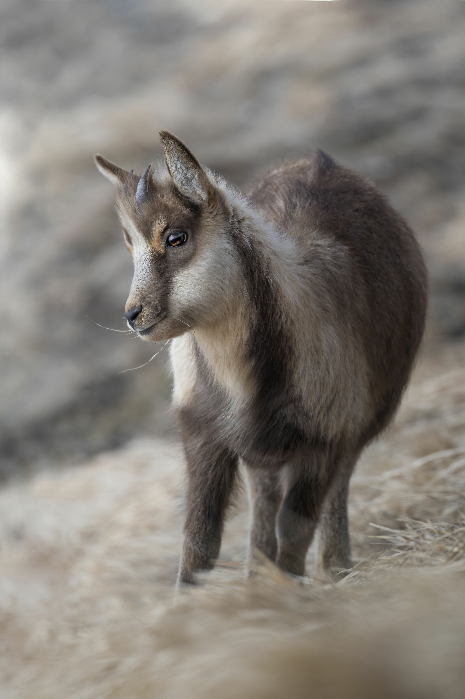 Abruzzo chamois