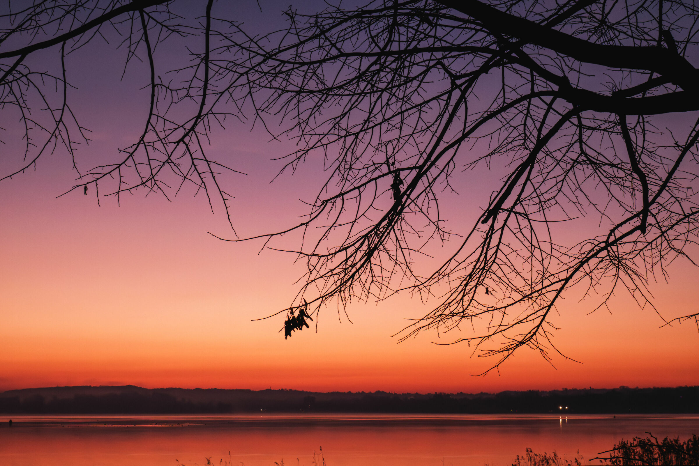 Before dawn, reeds of Dormelletto, Lake Maggiore