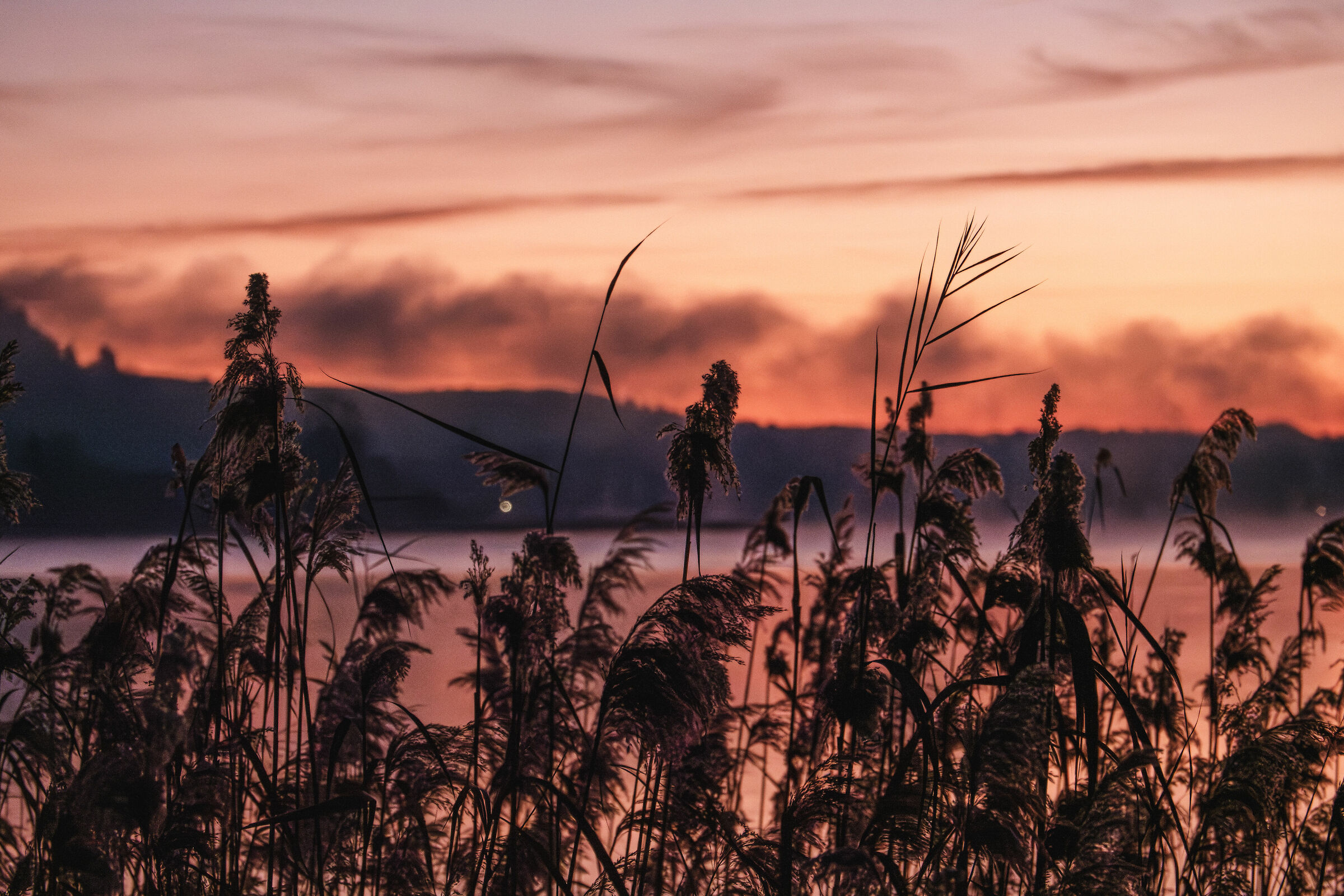 Just before dawn, the reeds of Dormelletto