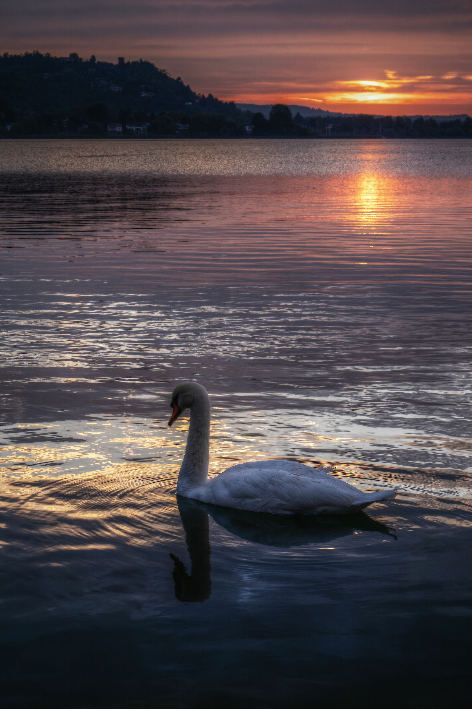 Sunrise on Lake Maggiore with Cygnus