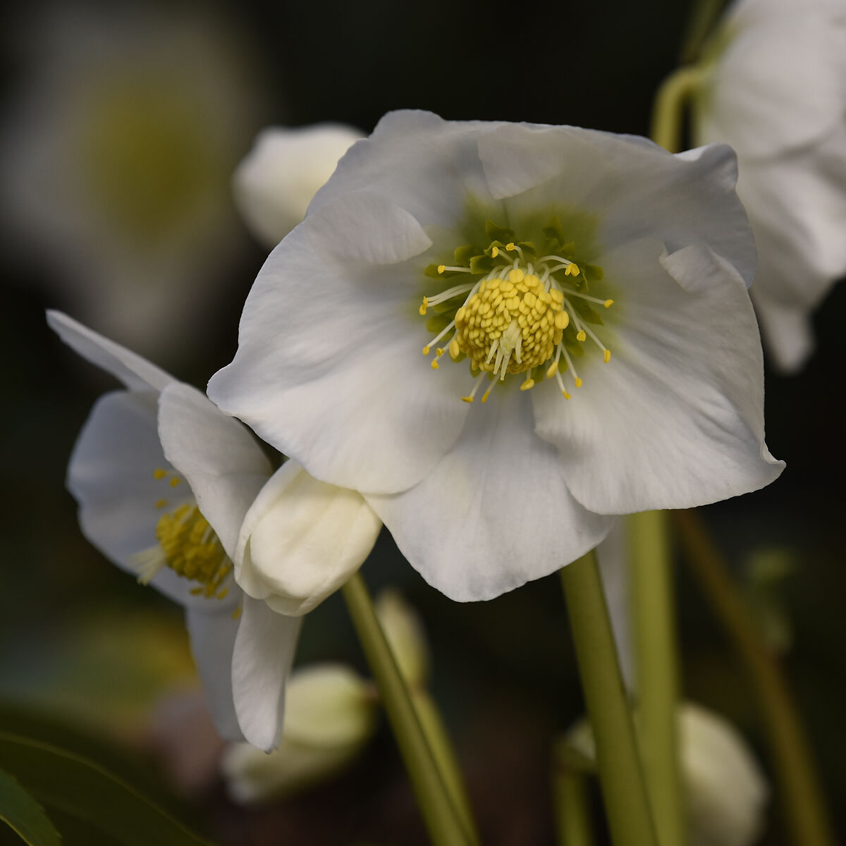 Elleboro (stella di Natale)