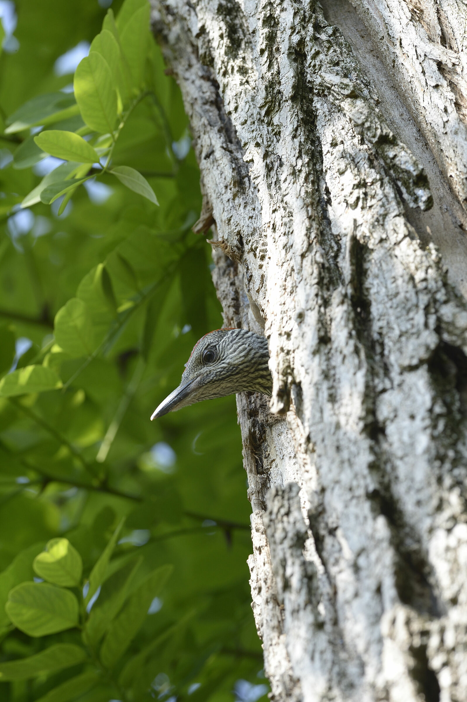 pullo femmina picchio verde