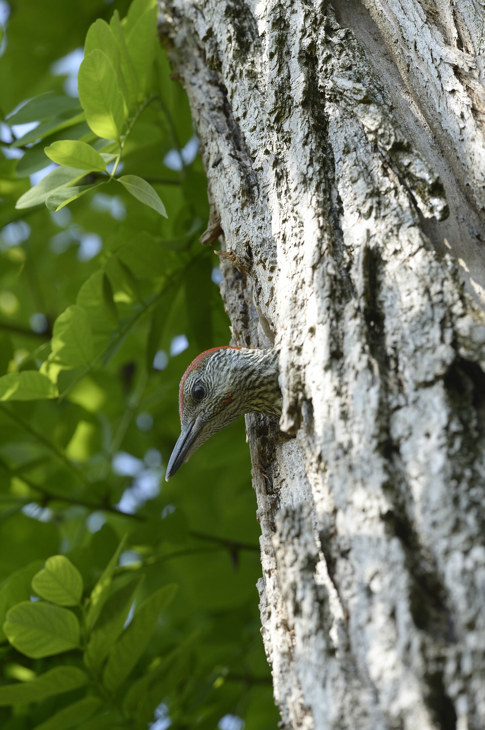 pullo maschio picchio verde