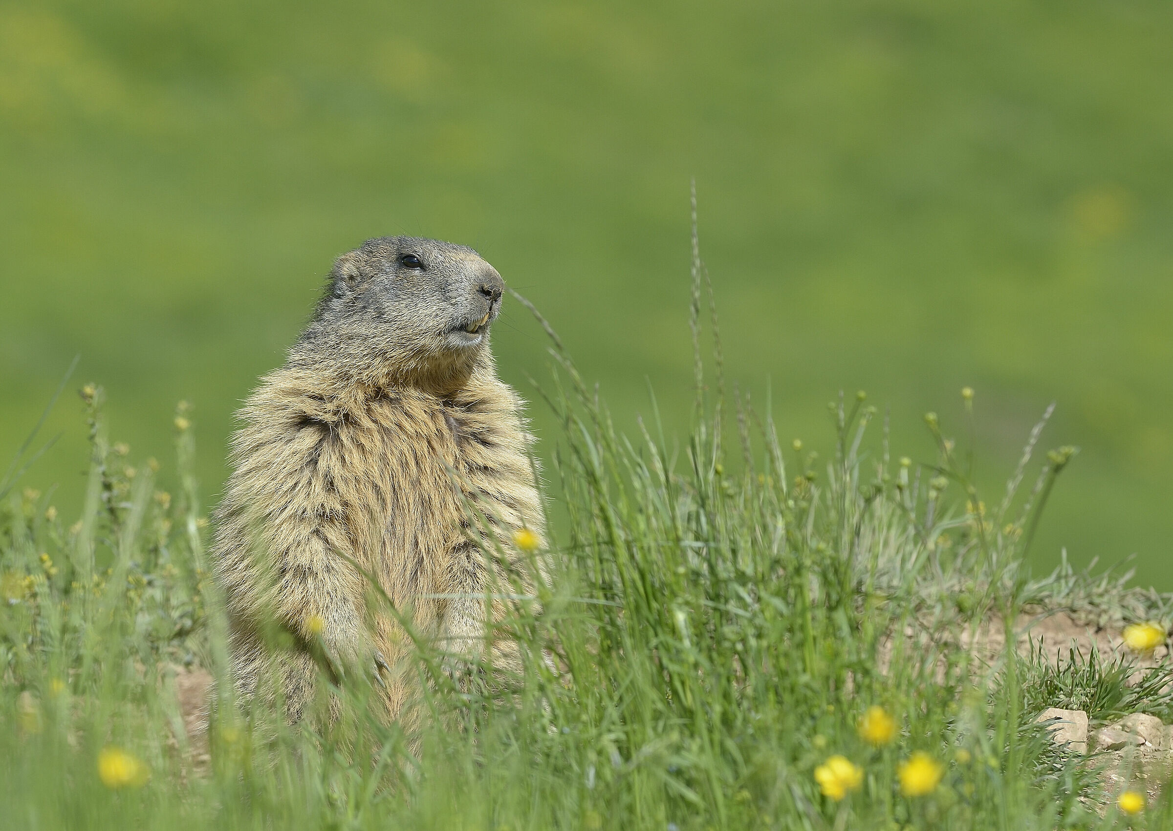 marmotta