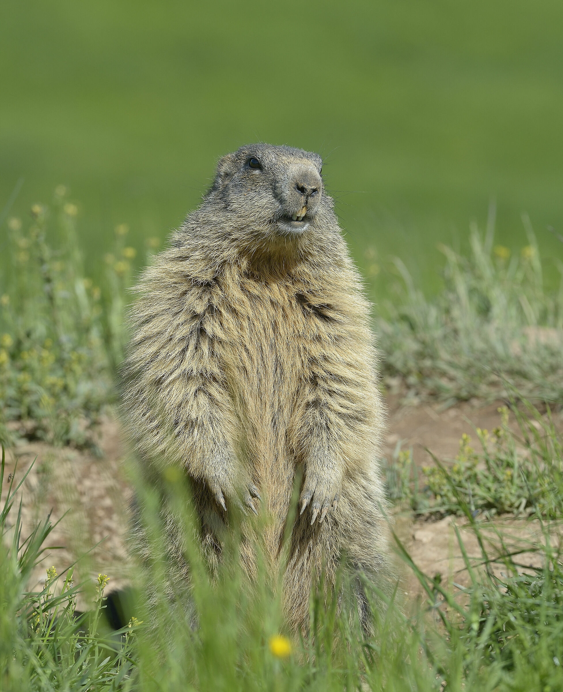 marmotta