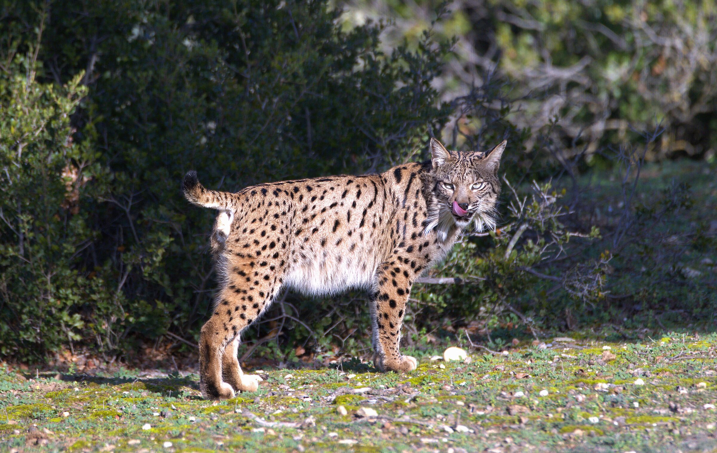 lince pardina