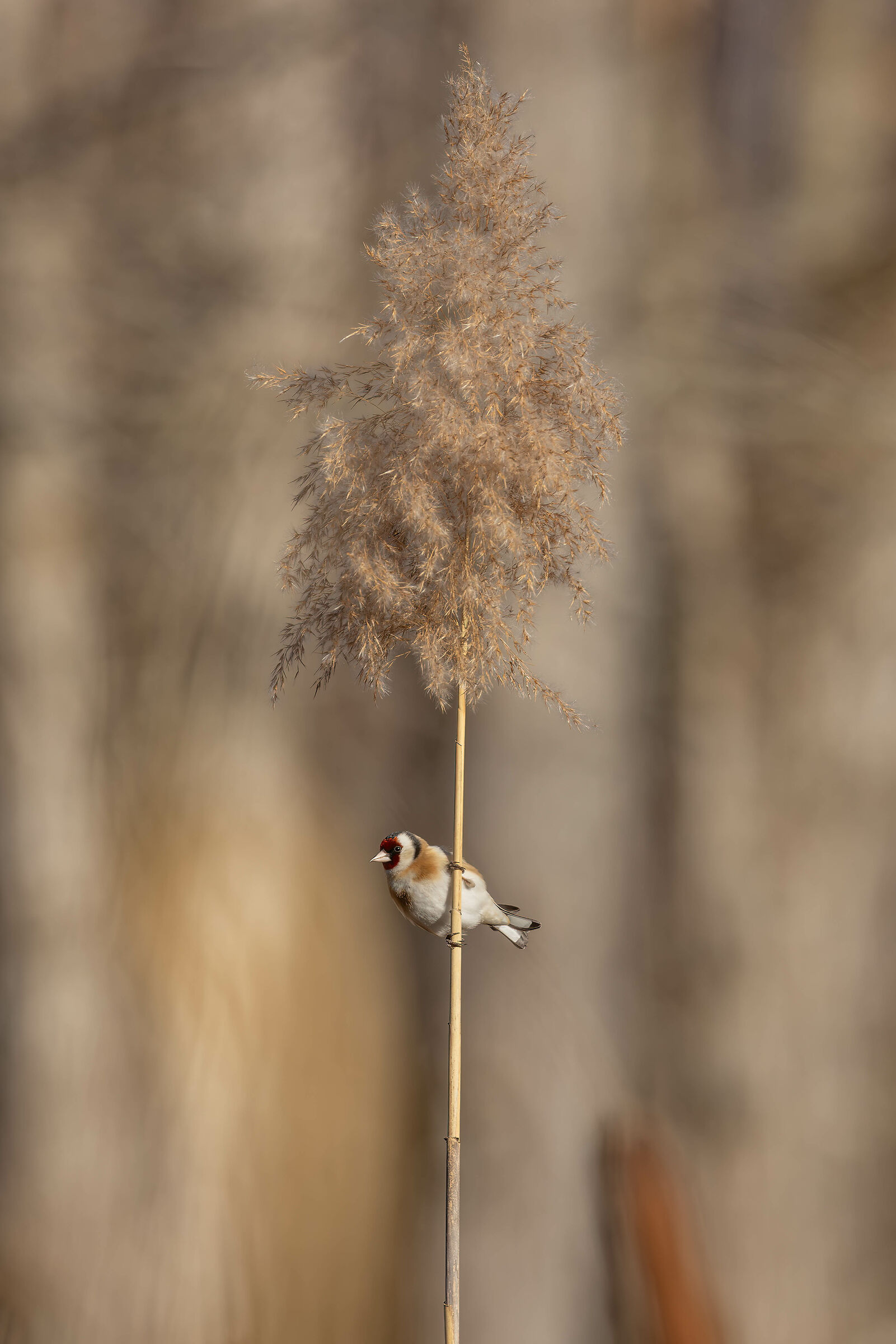goldfinch