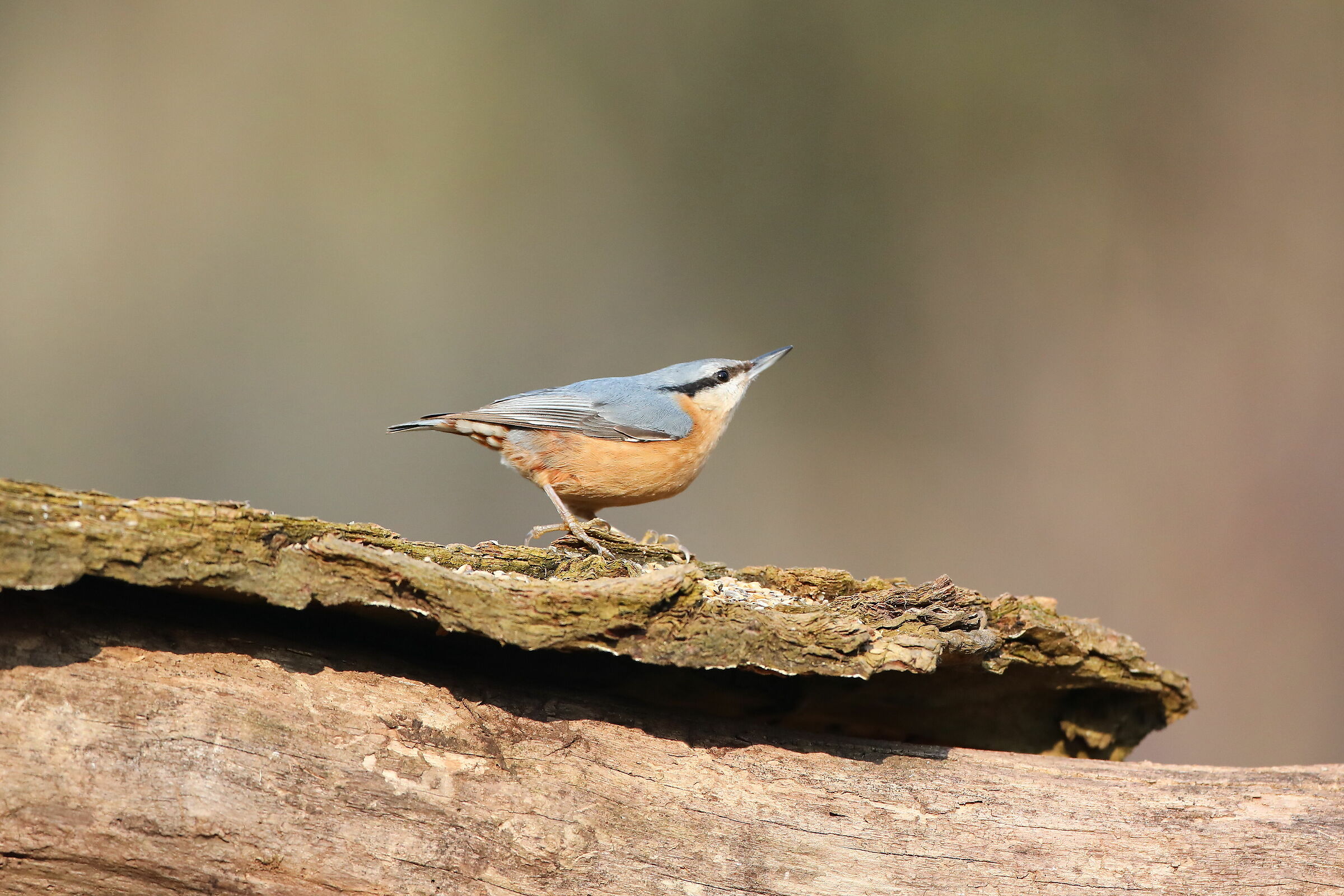 Wood nuthatch
