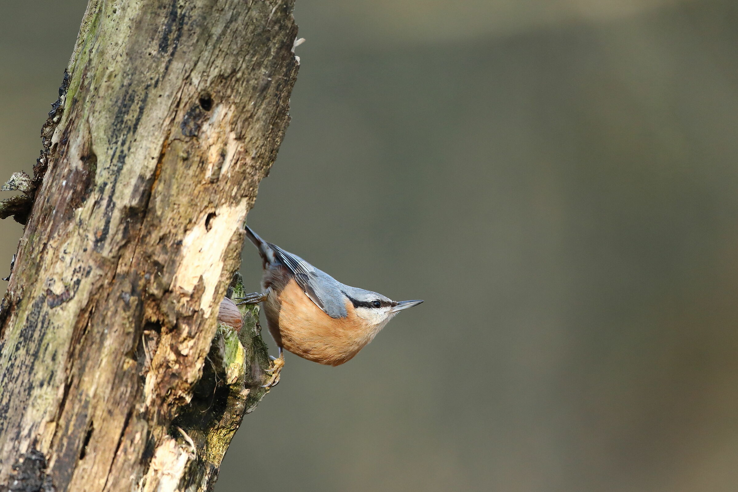 Wood nuthatch