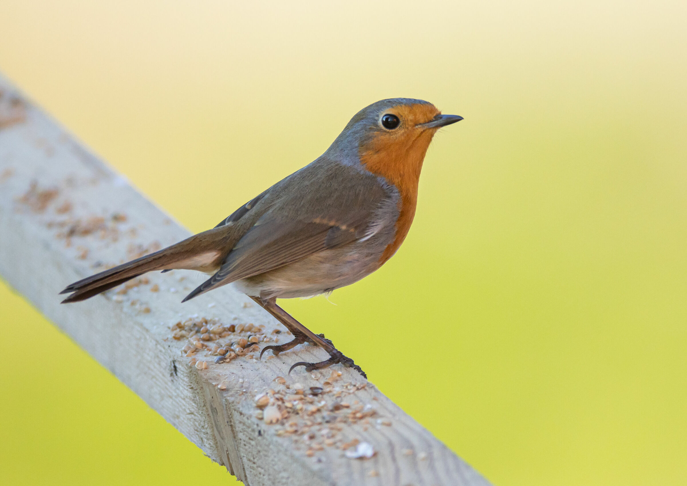 Robin with Mirrorless