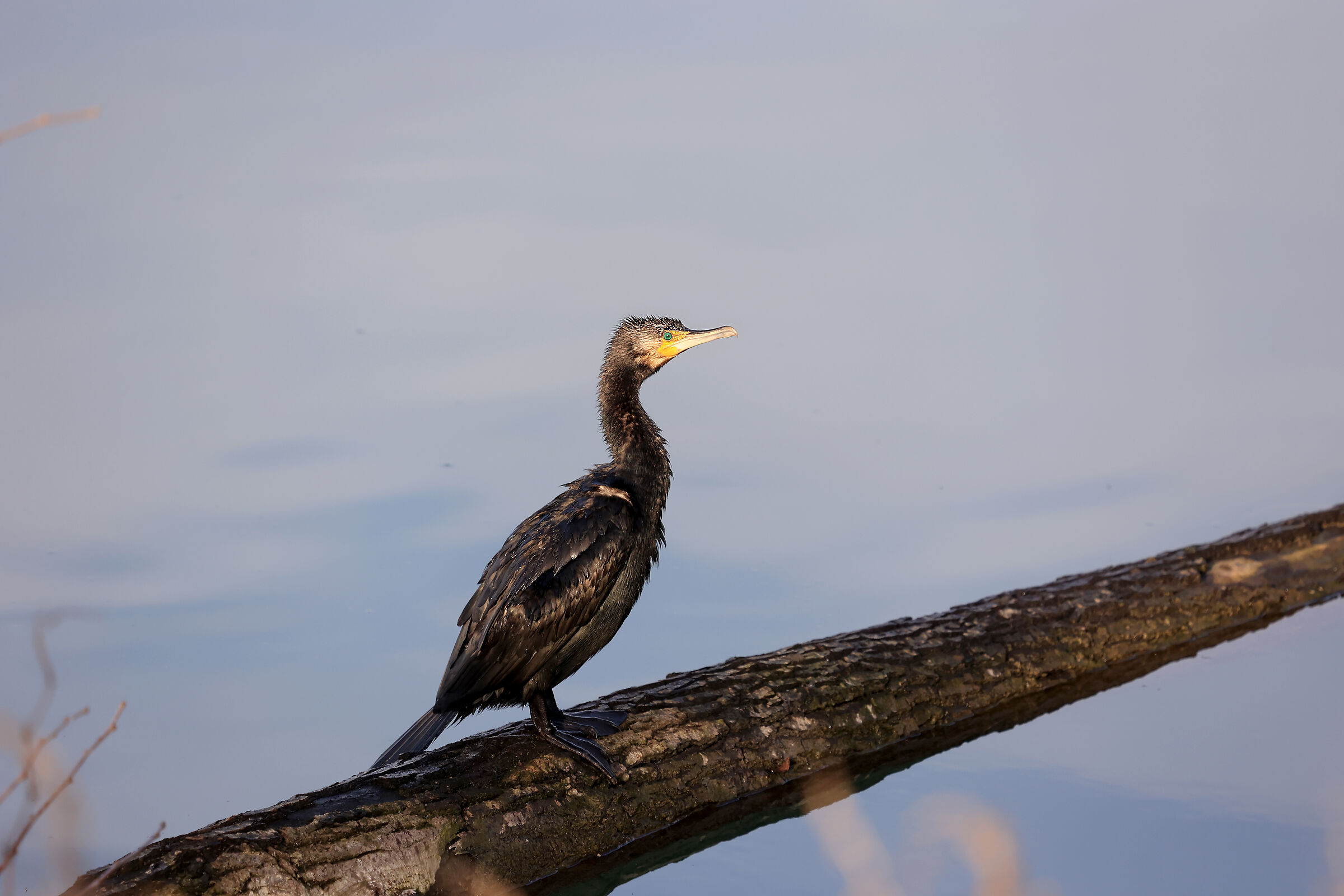 cormorano