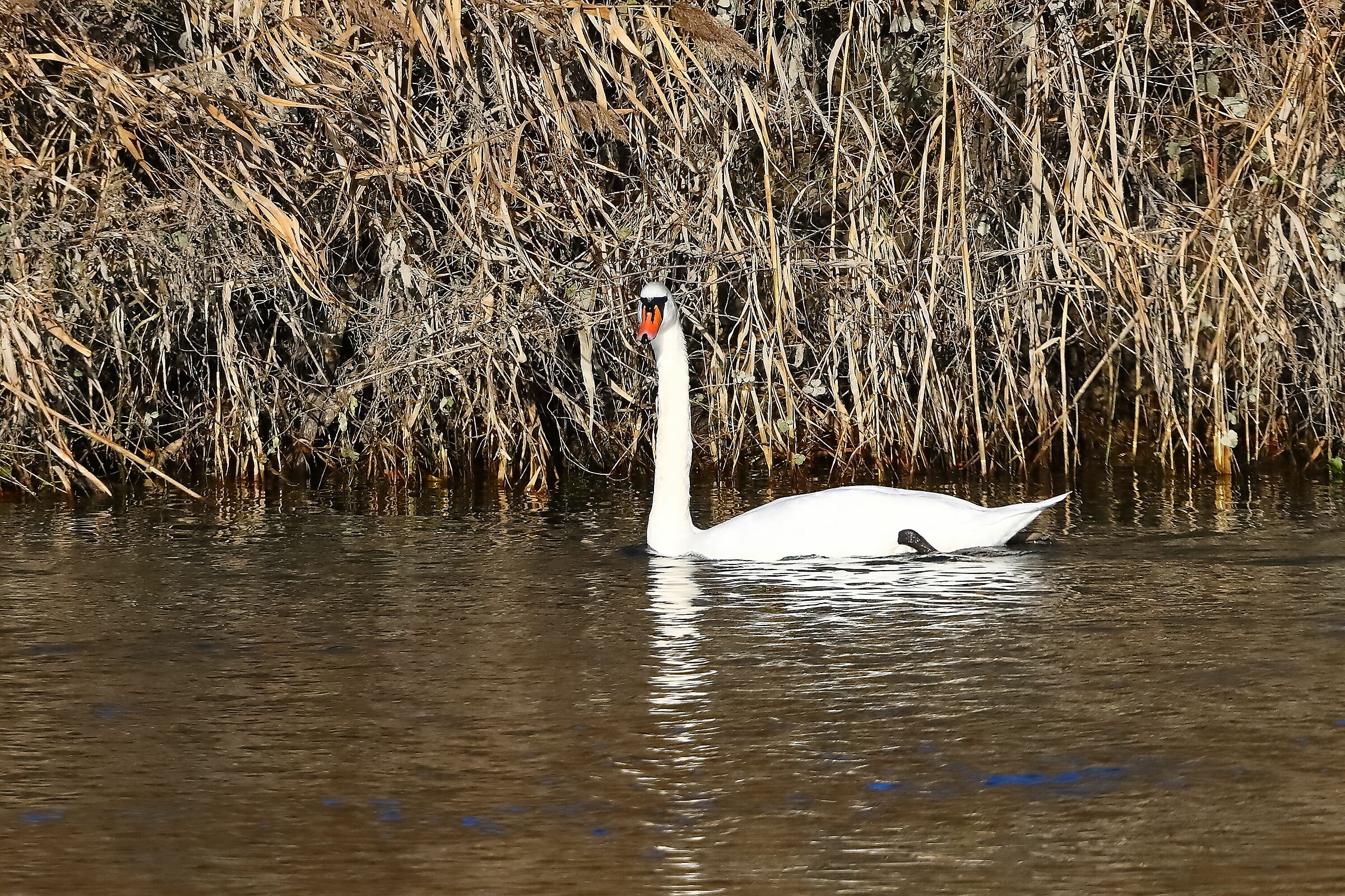 Swan R 18-11-2023