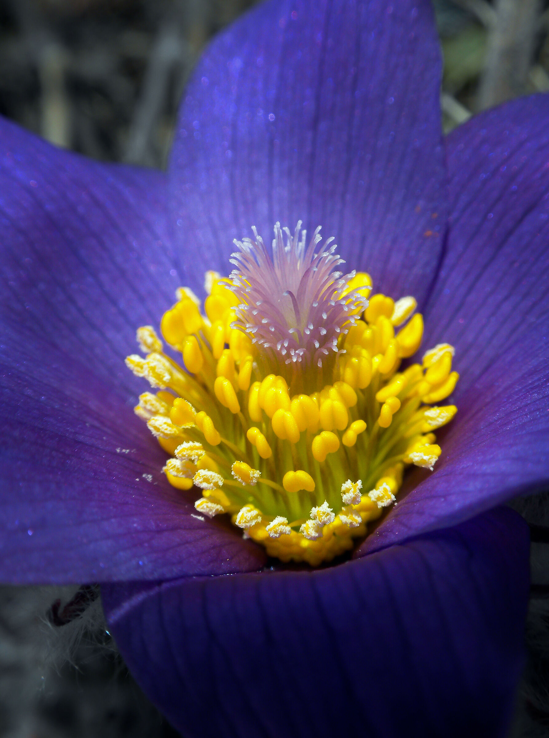 Pulsatilla comune...