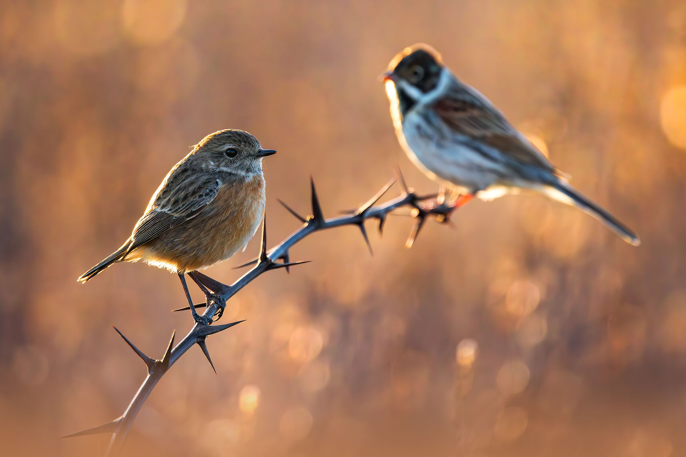 Saltimpalo e Magliarino