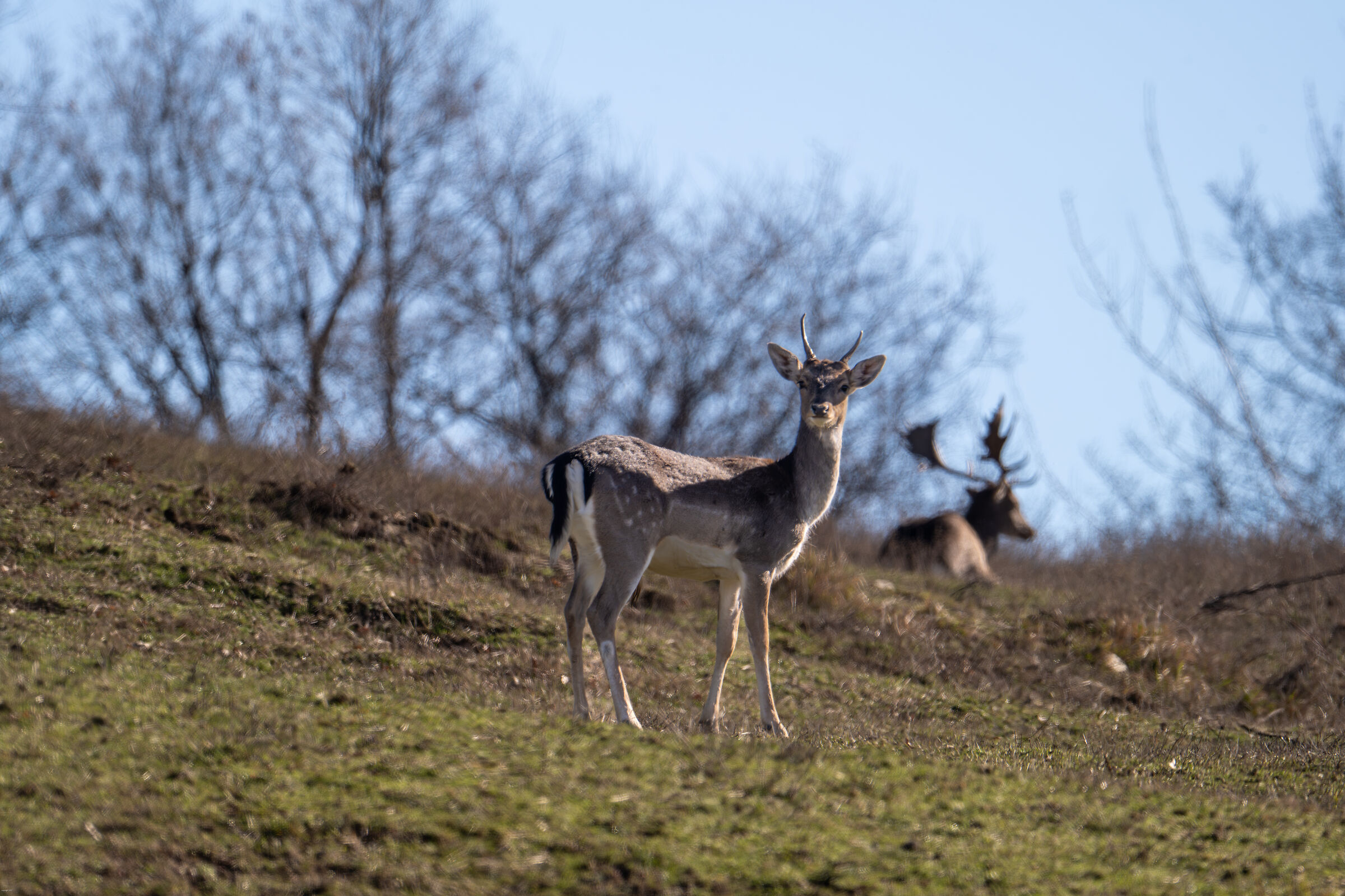 Fallow deer