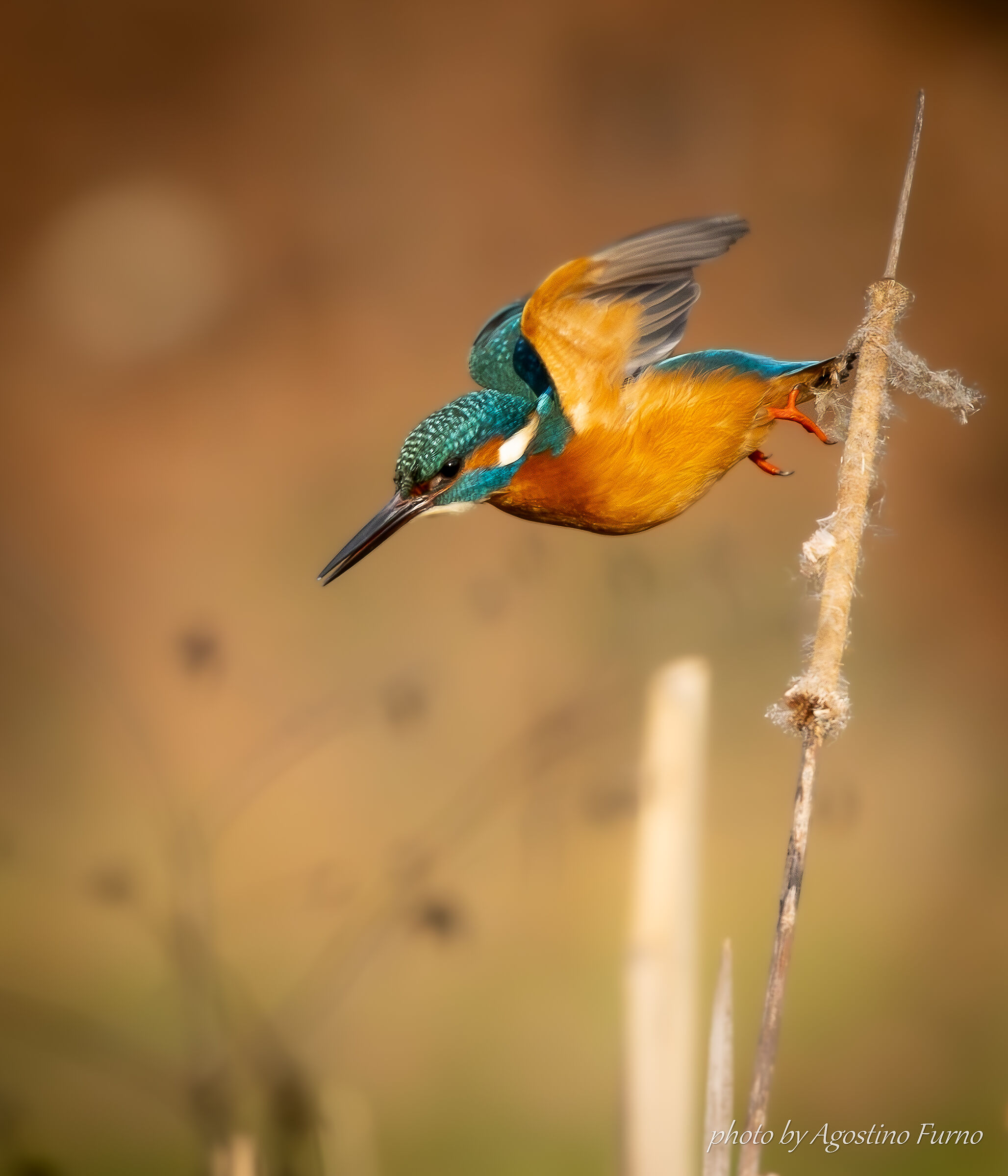 Male Kingfisher