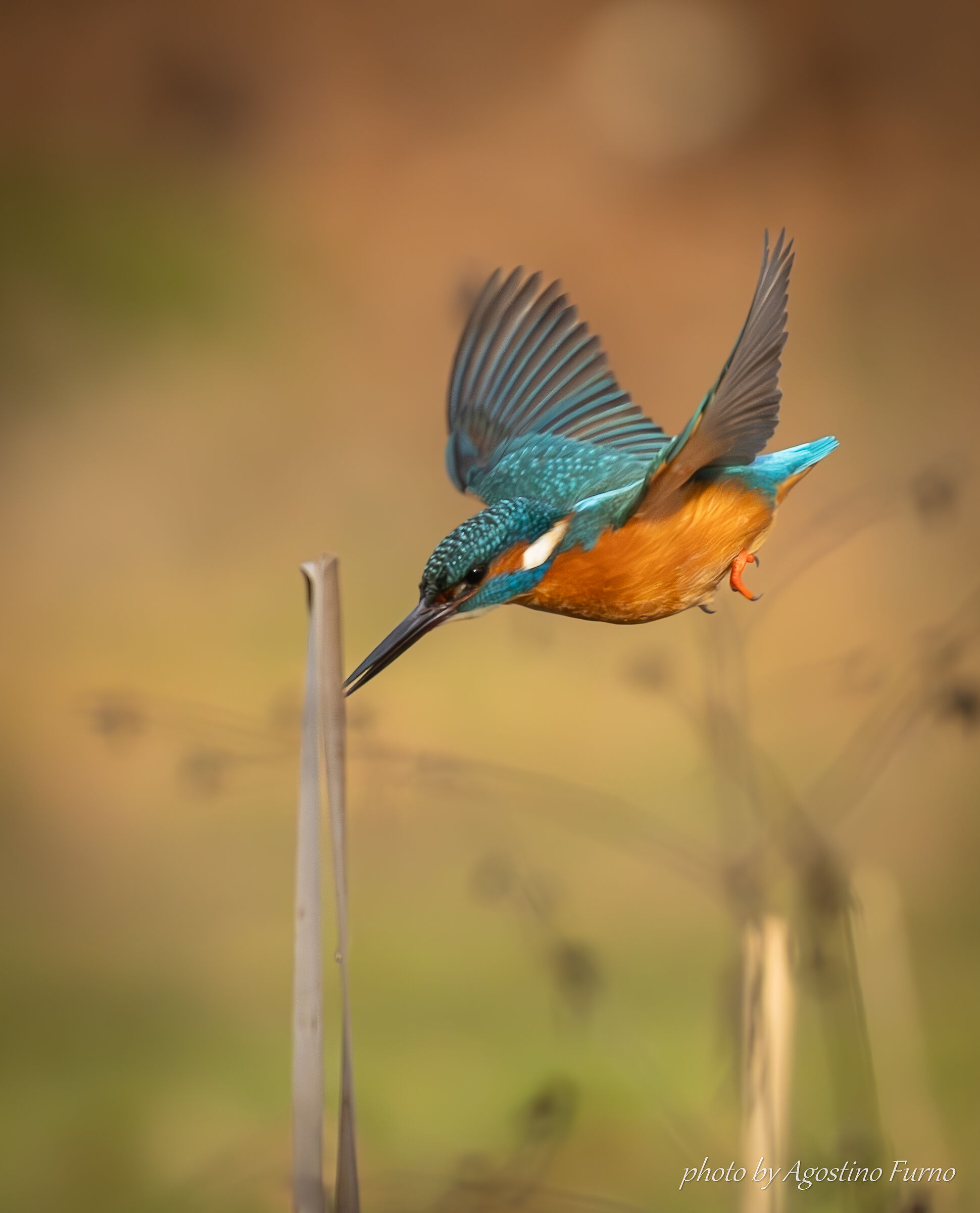 Male Kingfisher