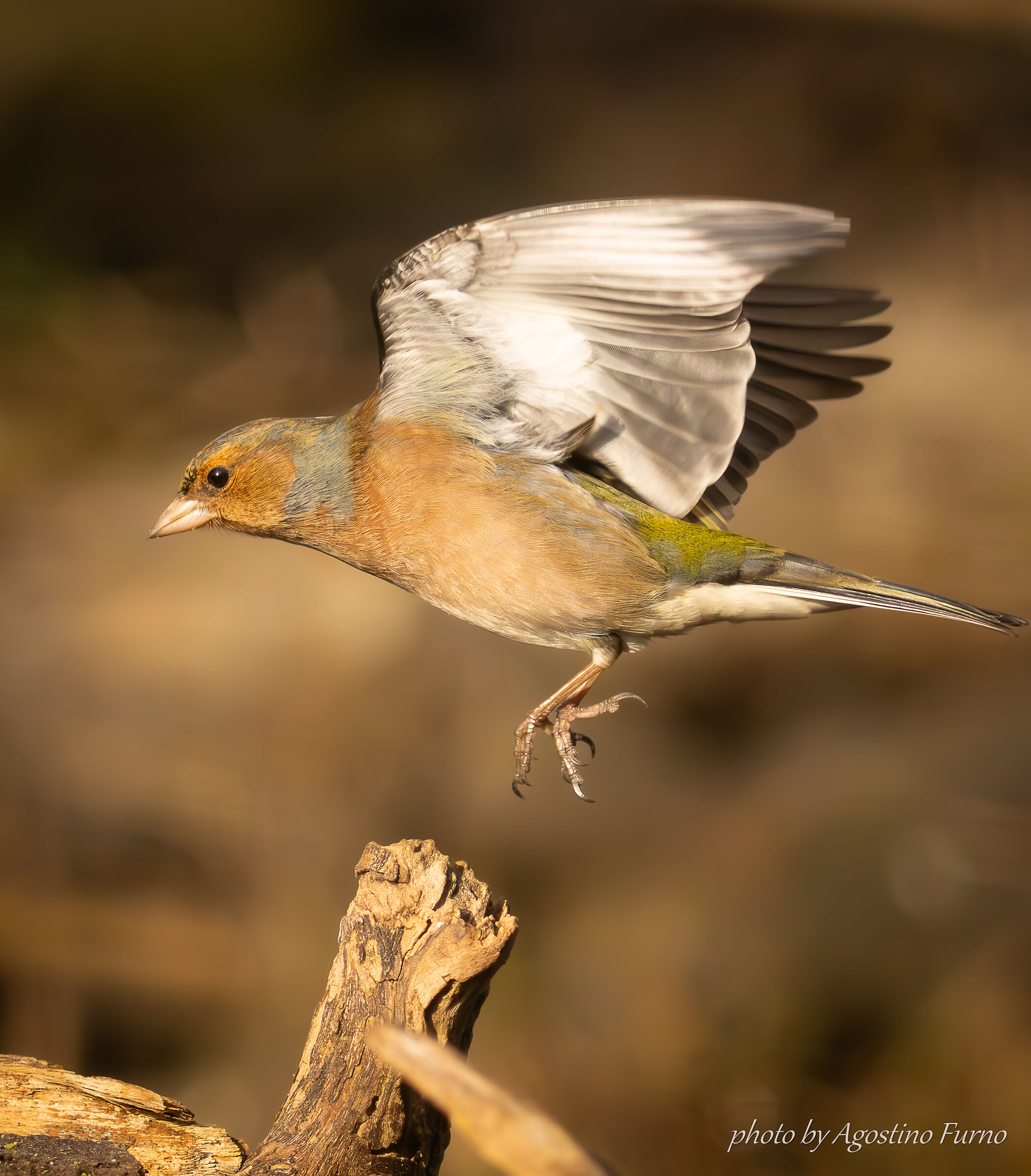 Chaffinch