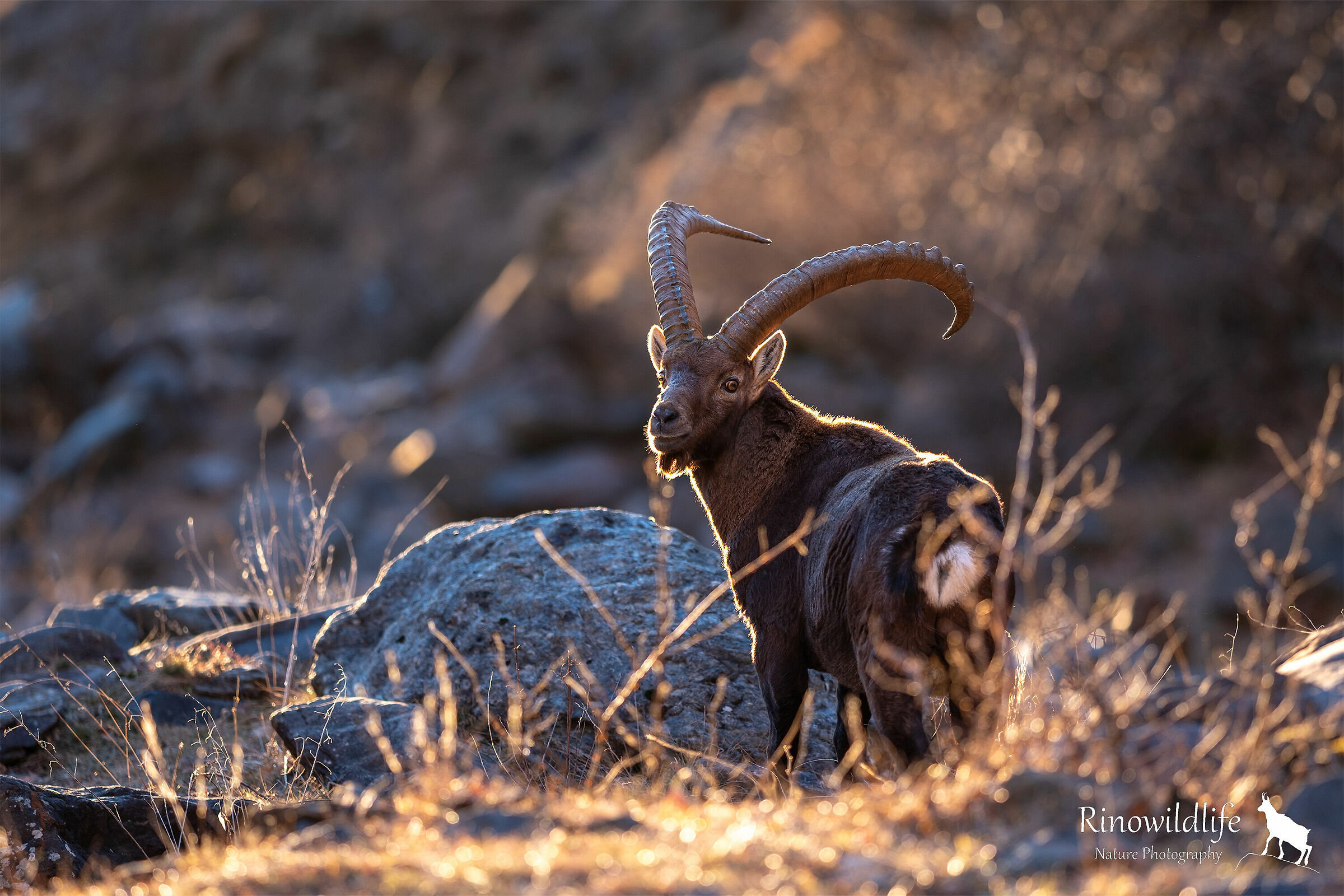 The King of the Orobie