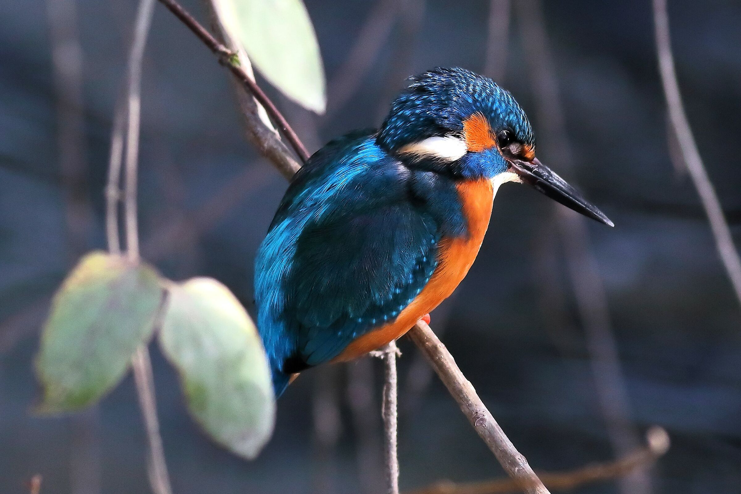 Kingfisher 30 January 2024 - 6402