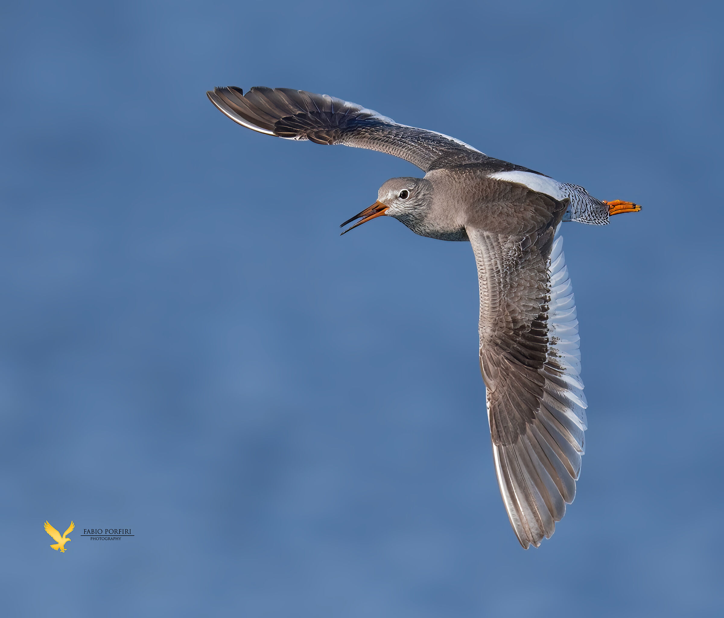 l'urlo della pettegola ...