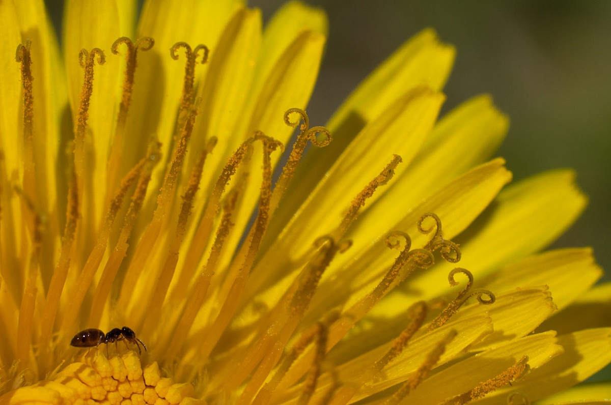 Un pranzo al tarassaco
