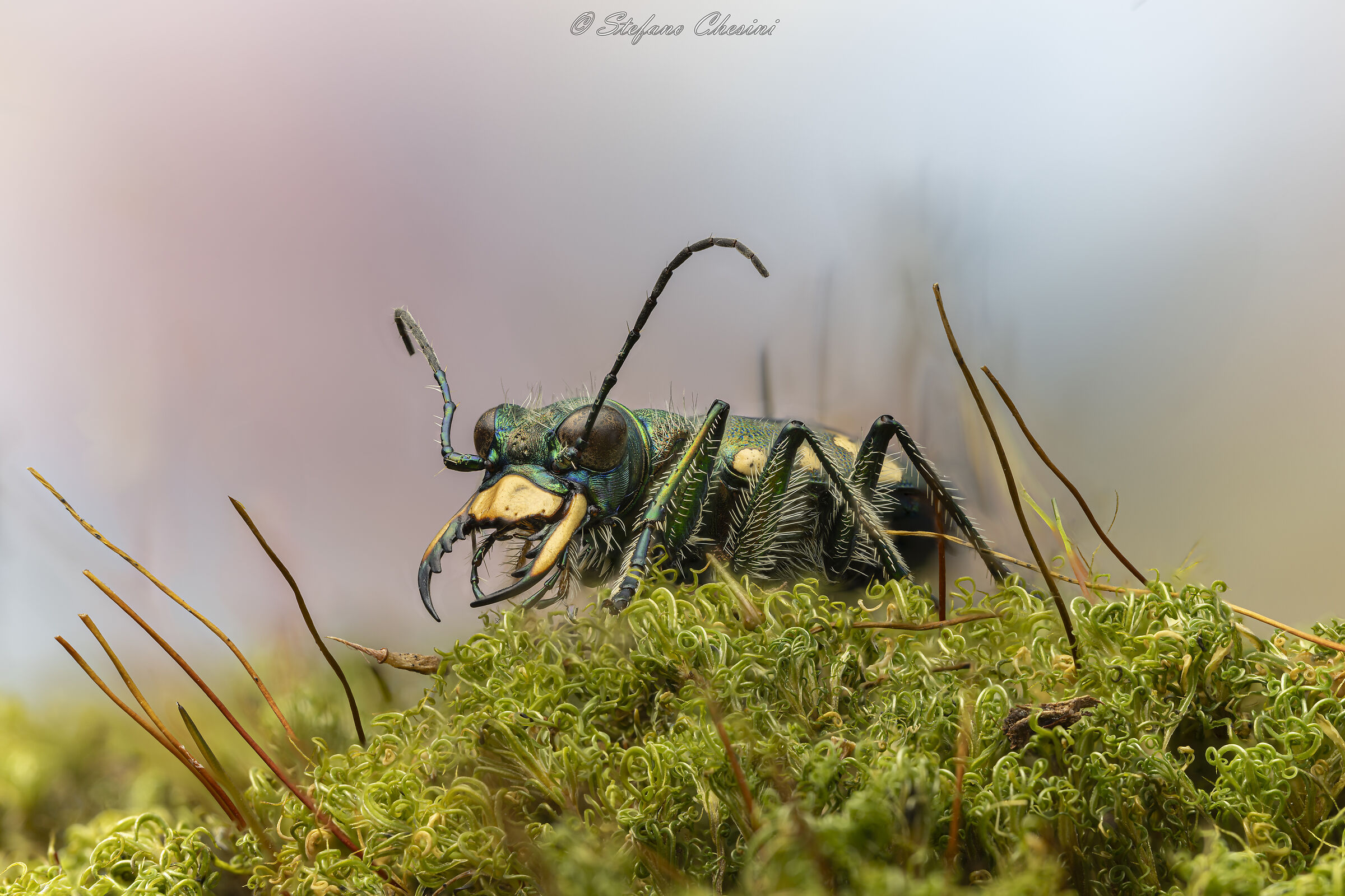 Cicindella in freedom