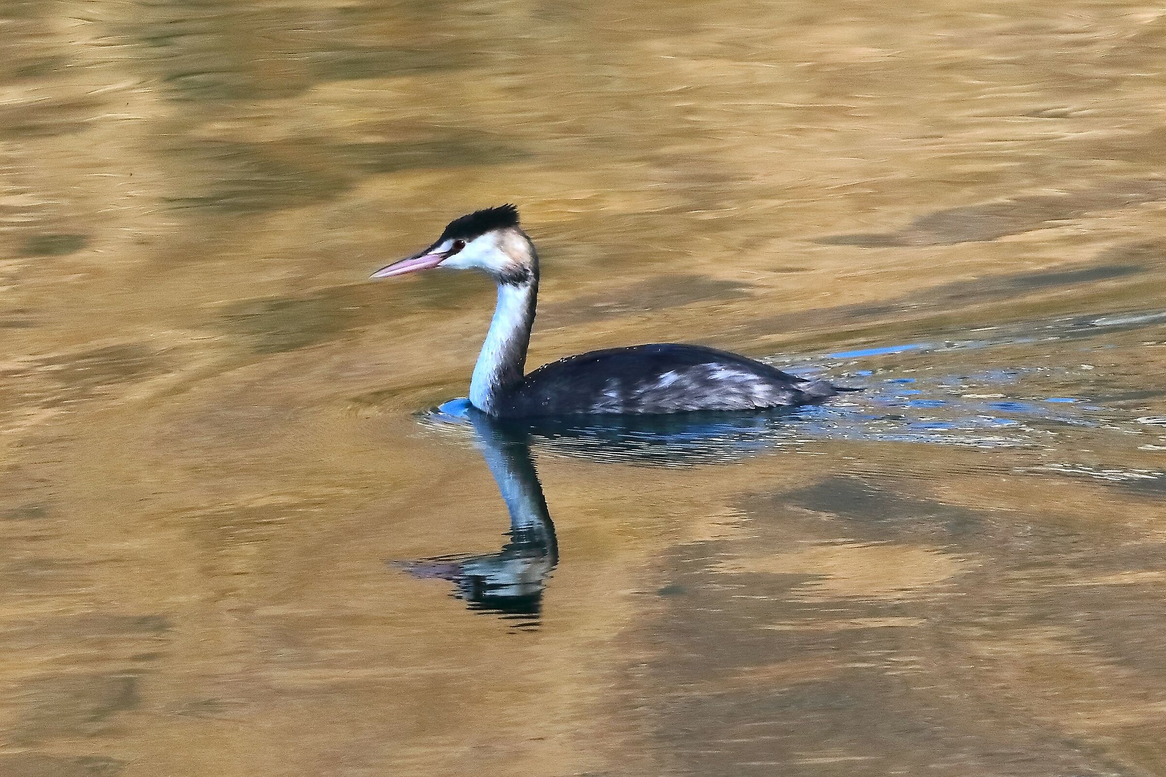 Grebe 21-11-2023