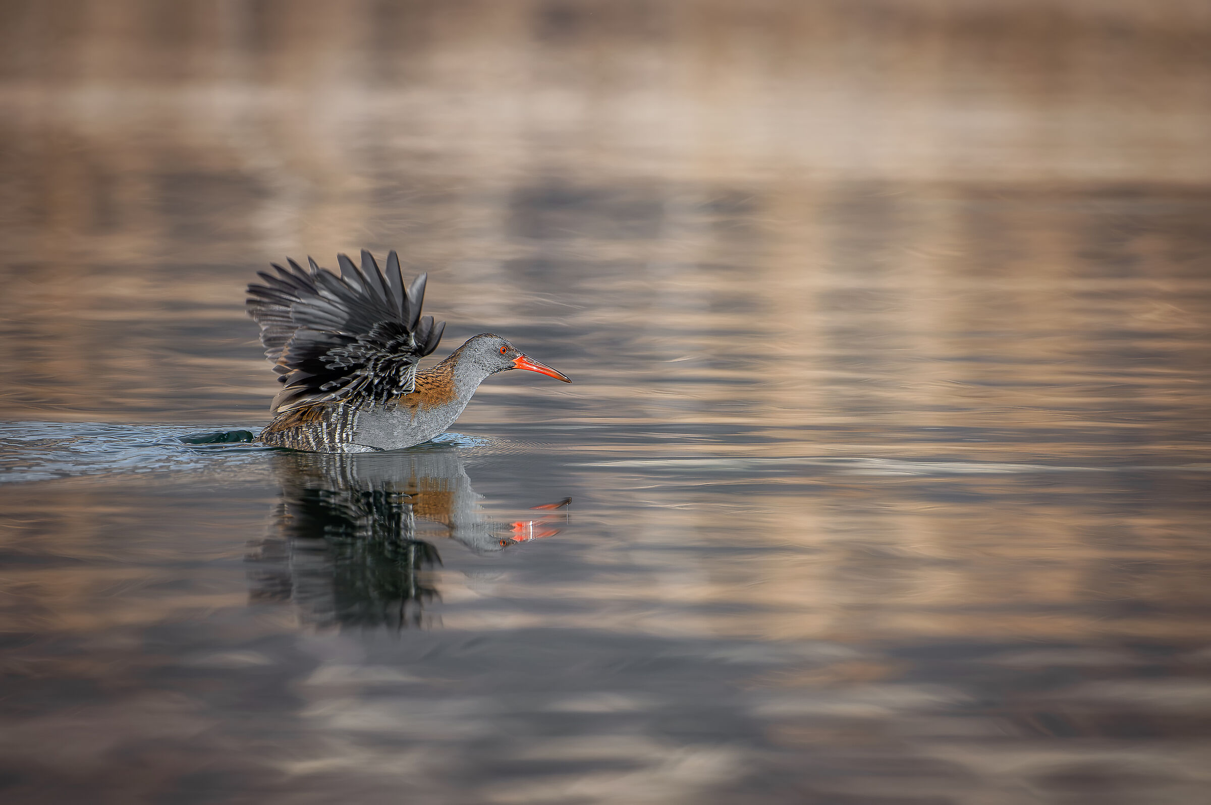 Porciglione Gennaio 2024 Lombardia