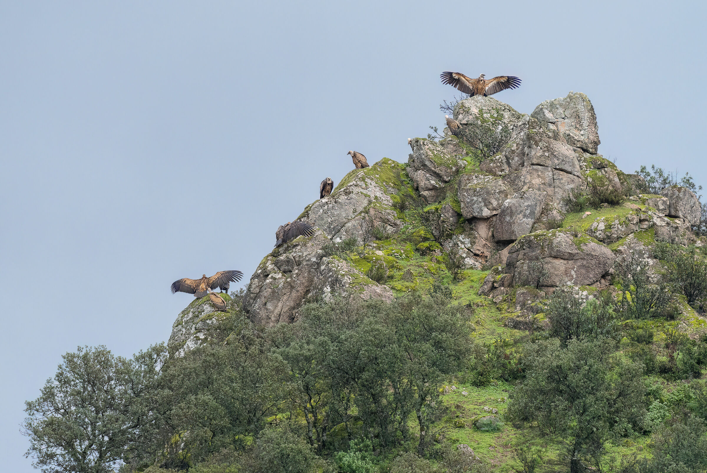 Grifoni in cresta