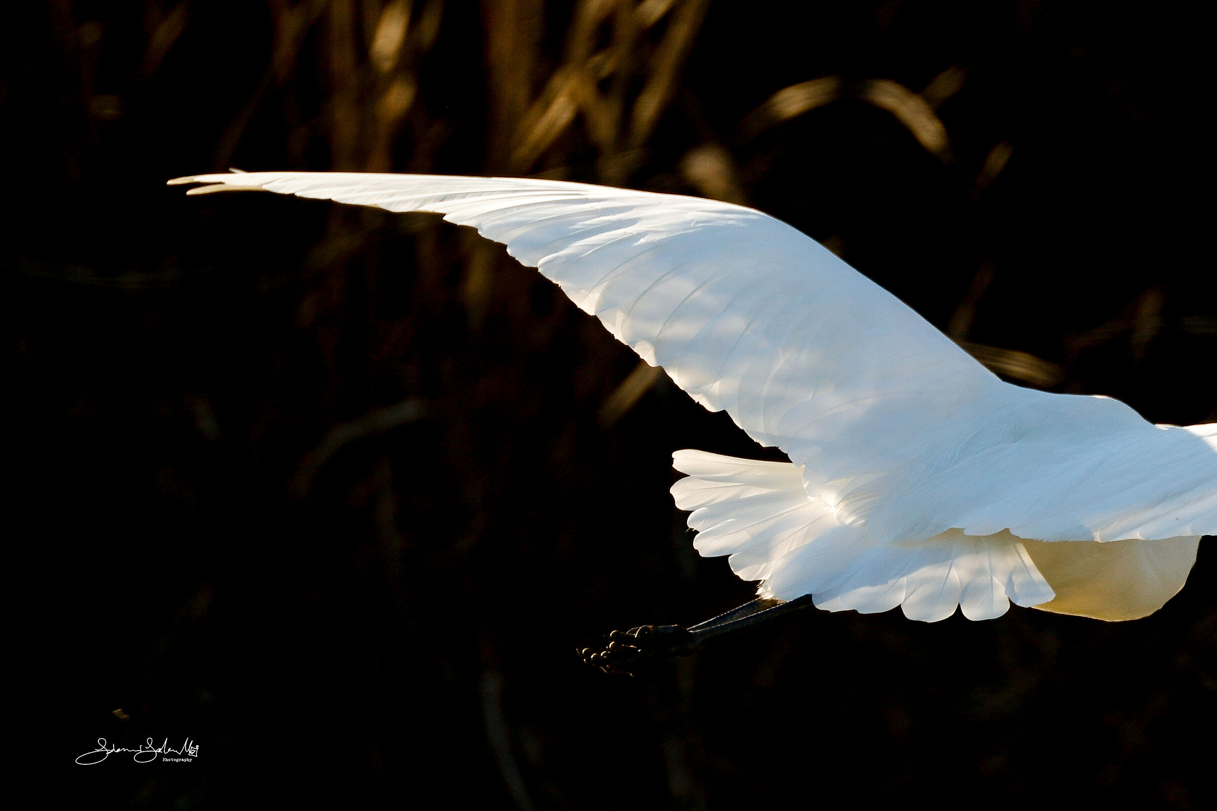 White wing (Ardea alba Linnaeus, 1758)